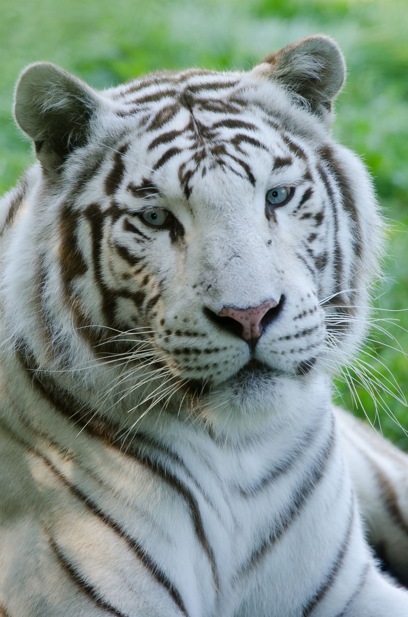 Pin by blonde on photography | Pinterest | Blue eyes, Tigers and Eye