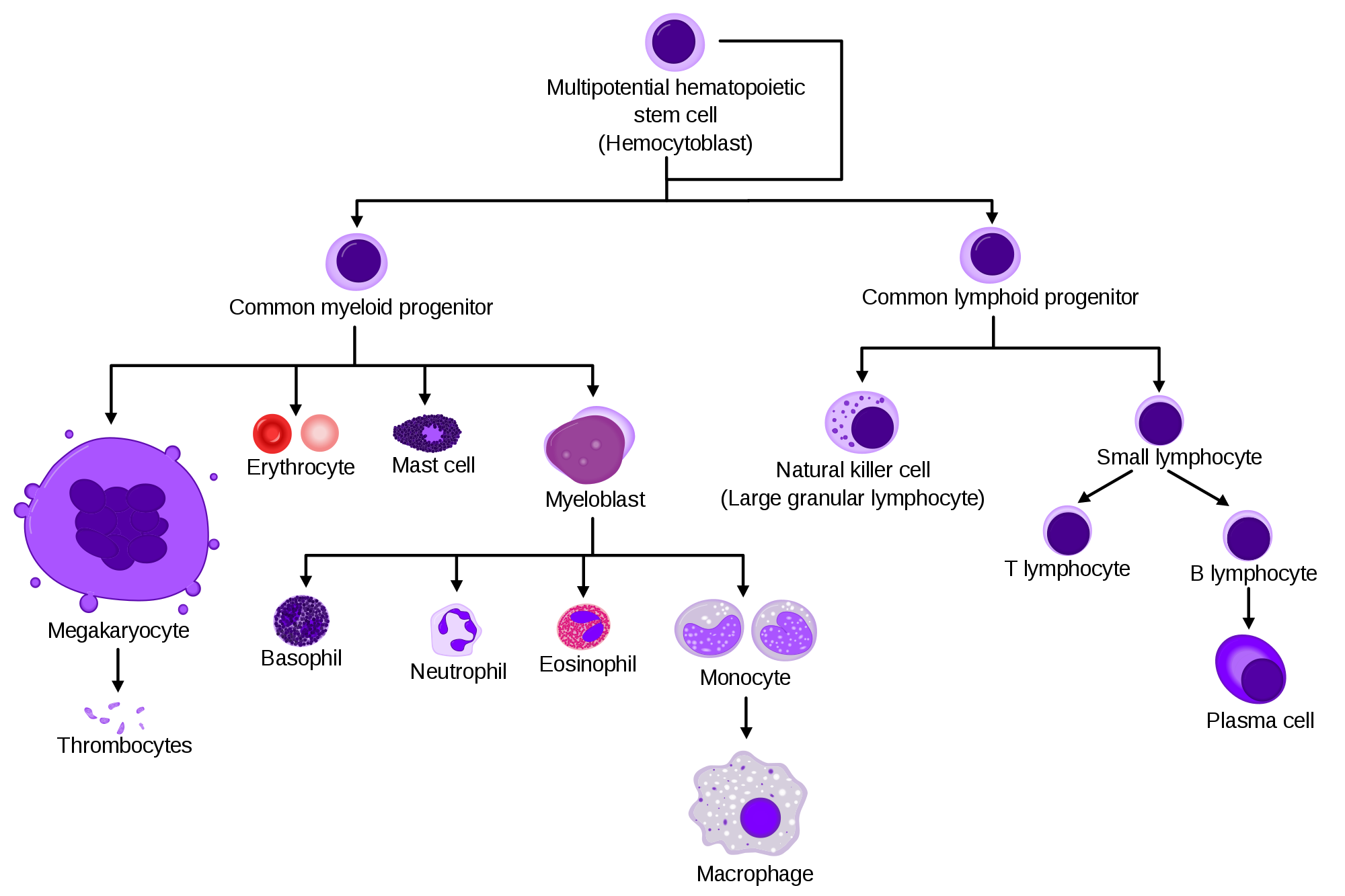 Blood cell - Wikipedia