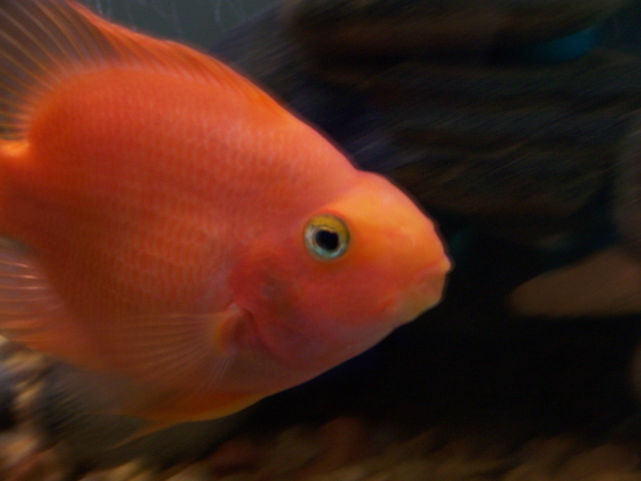 Blood parrot cichlid - Wikipedia