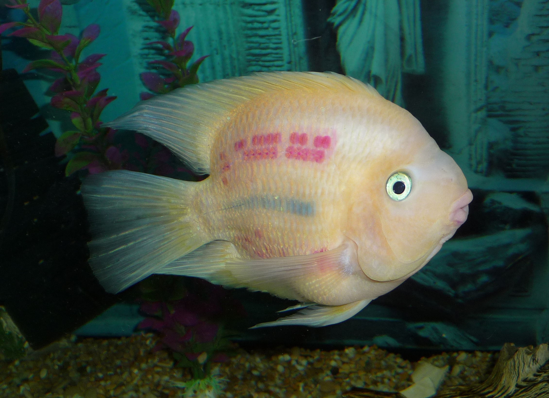 File:Blood parrot cichlid 2010 G1.JPG - Wikimedia Commons