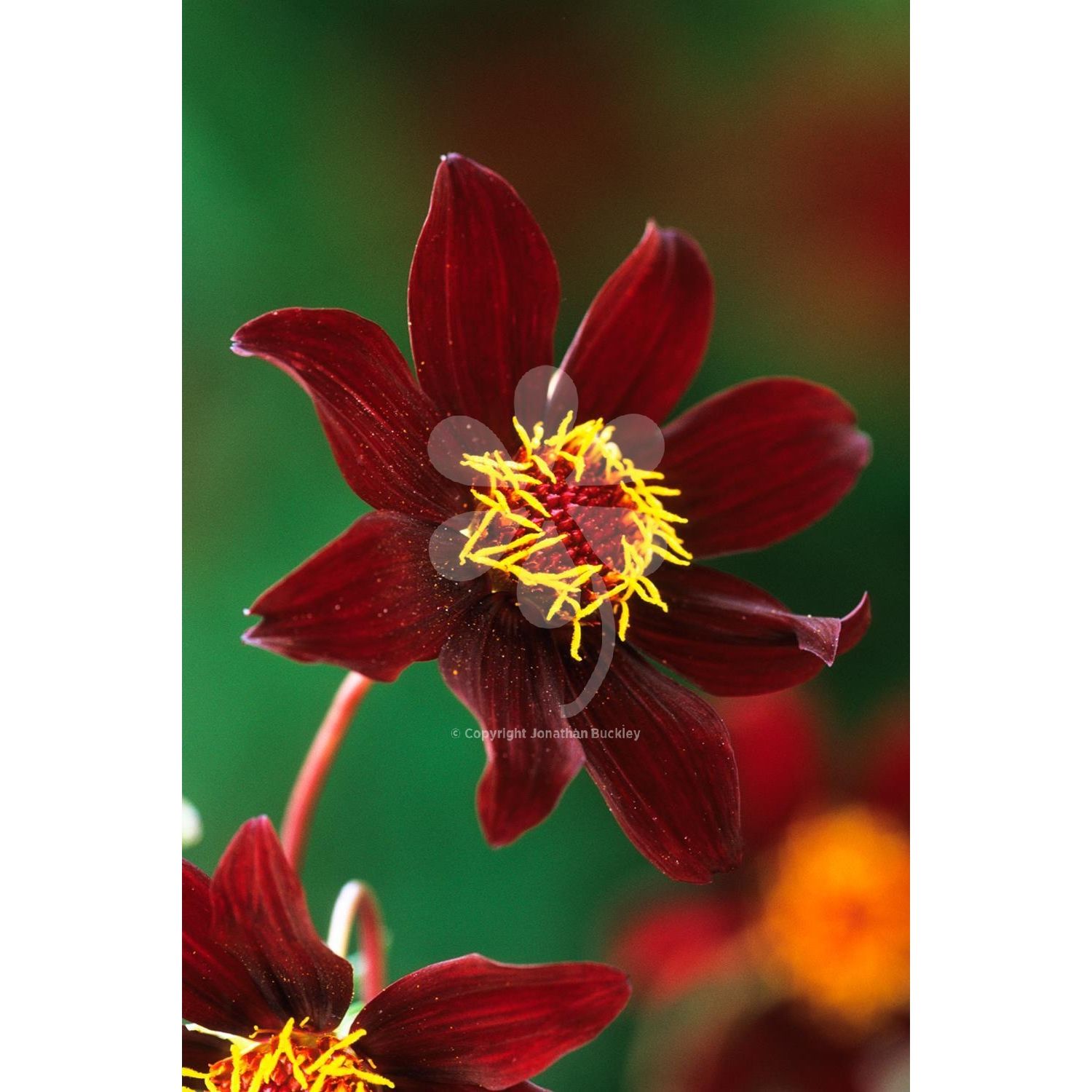 Deep blood-red flowers with bronzed leaves. Good for large ...