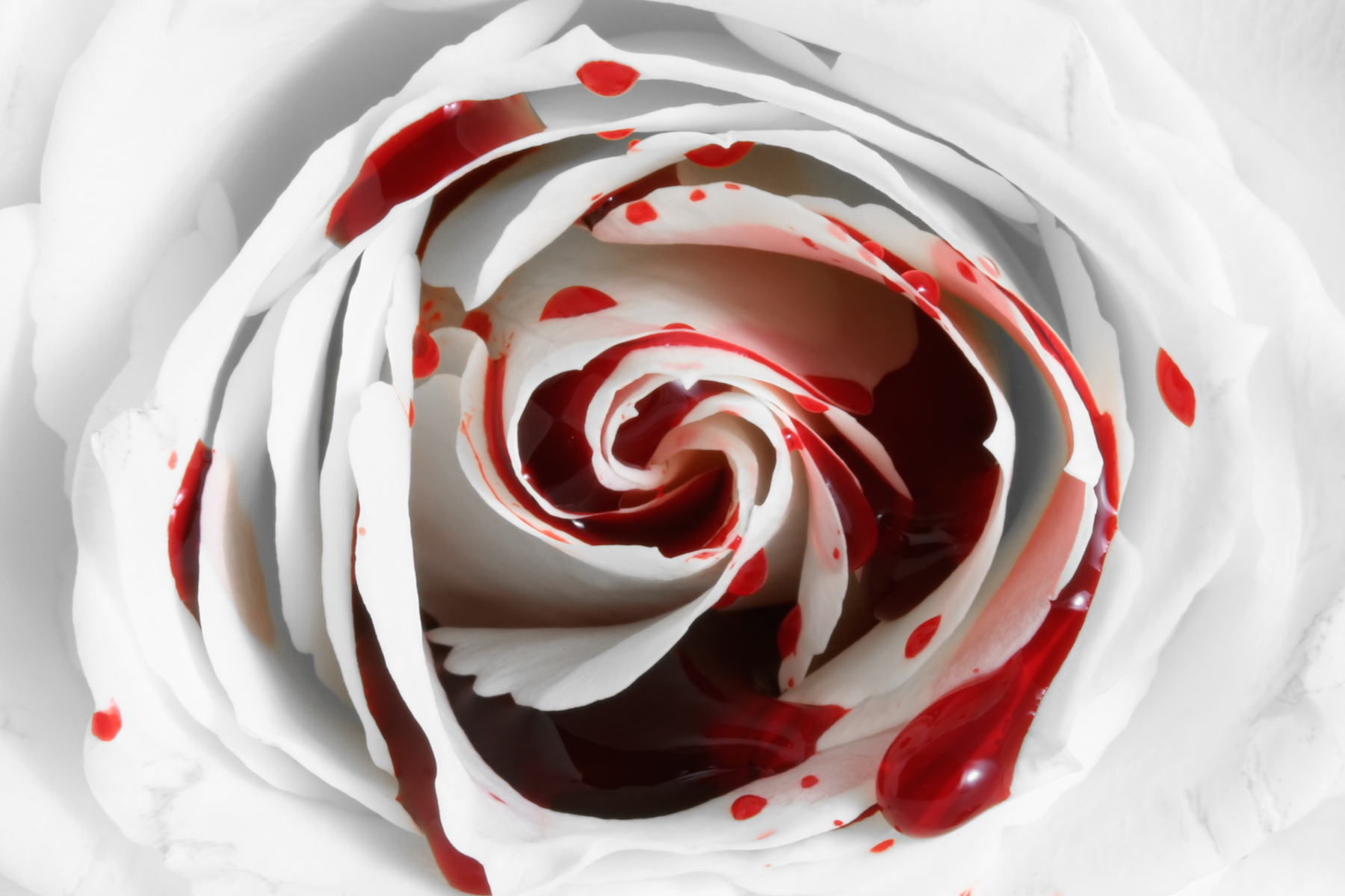 Blood rose macro photo