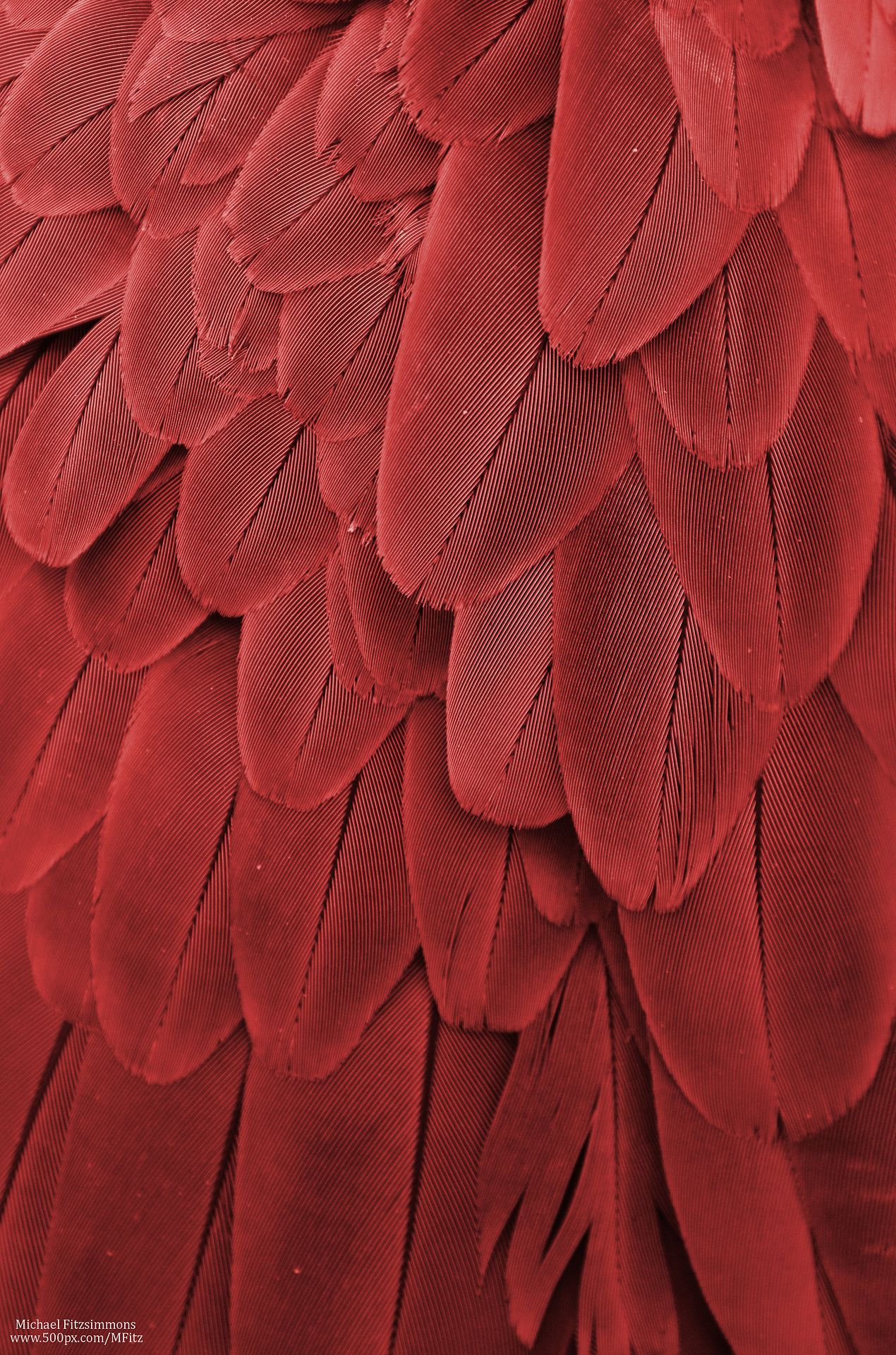 proofofevidence:As blood red jam. “Macaw Feathers XXII”. Photo by ...