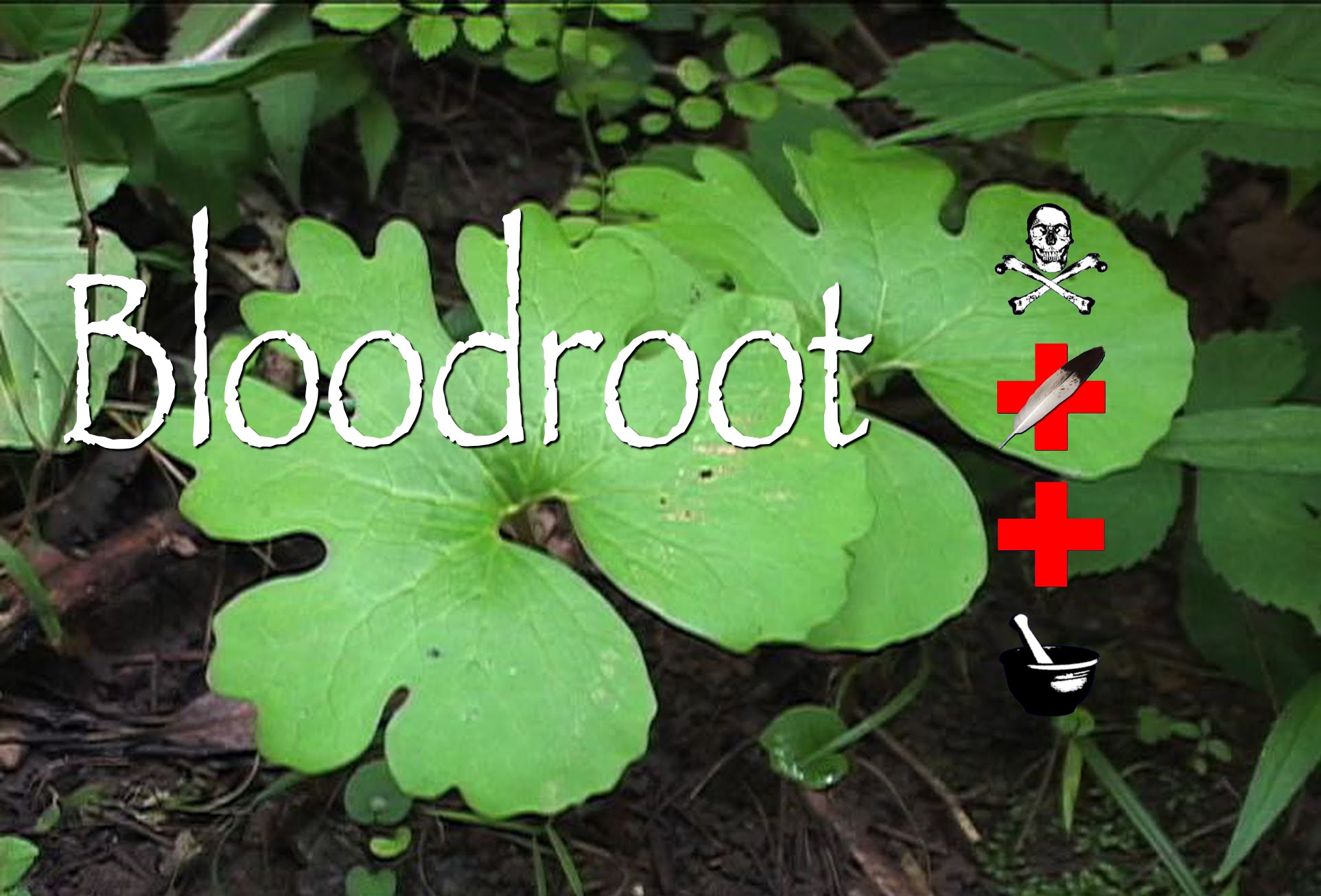 Bloodroot: Poison, Medicinal & Other Uses - YouTube