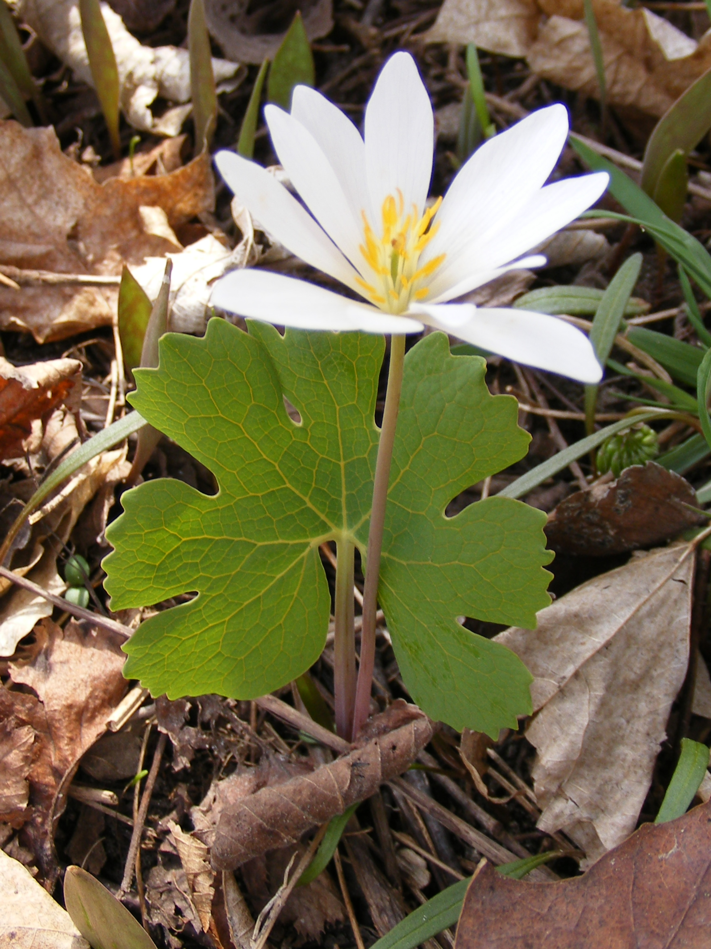Random Plant: Bloodroot | The Life of Your Time