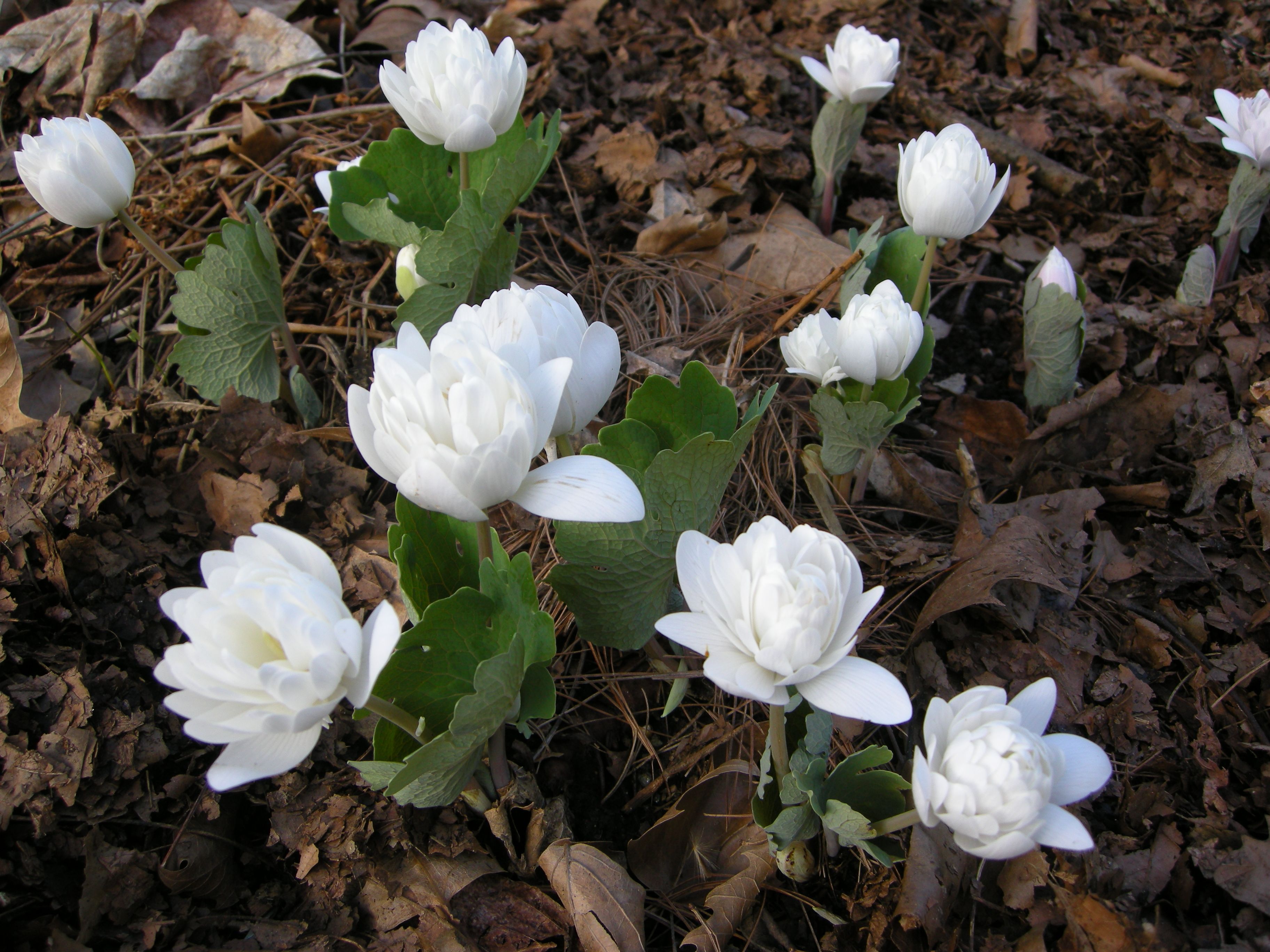 Sanguinaria canadensis 'Multiplex' (bloodroot, double) | Inspired by ...