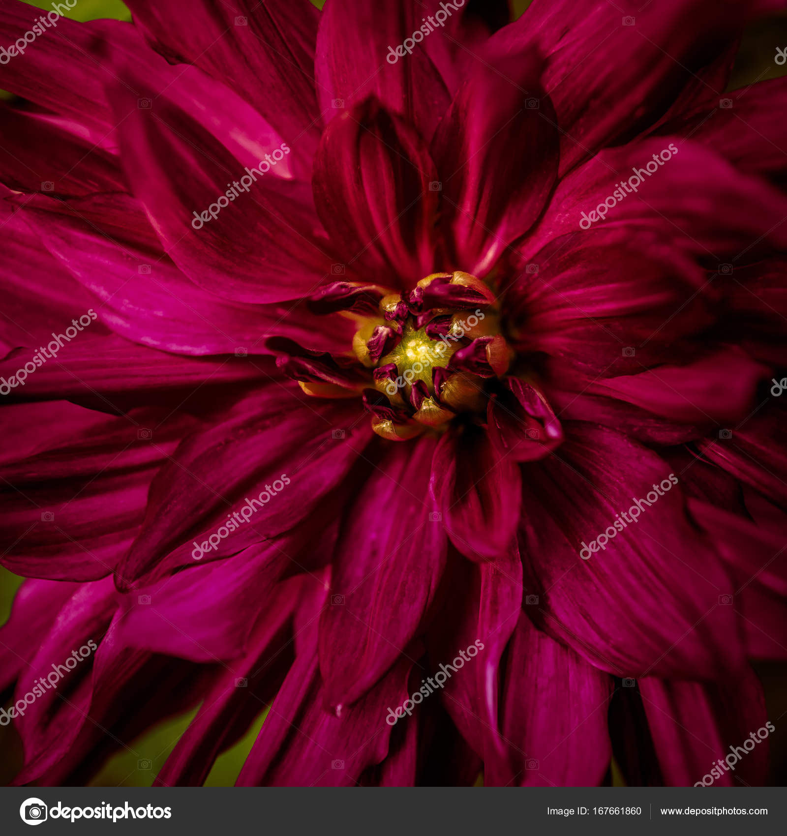 Toned bloody red colour dahlia flower close-up in summer — Stock ...