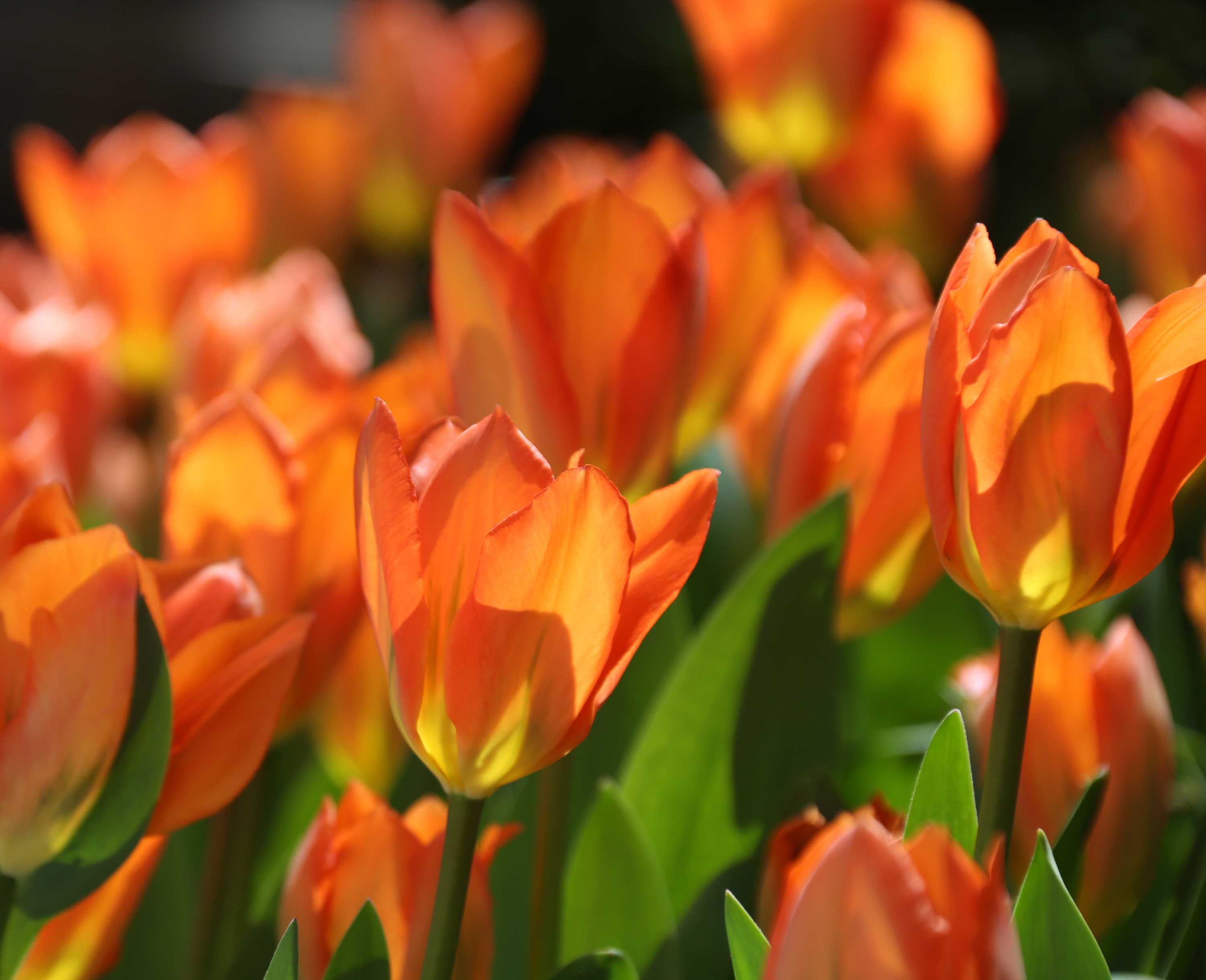 Tulips By Bloom Time