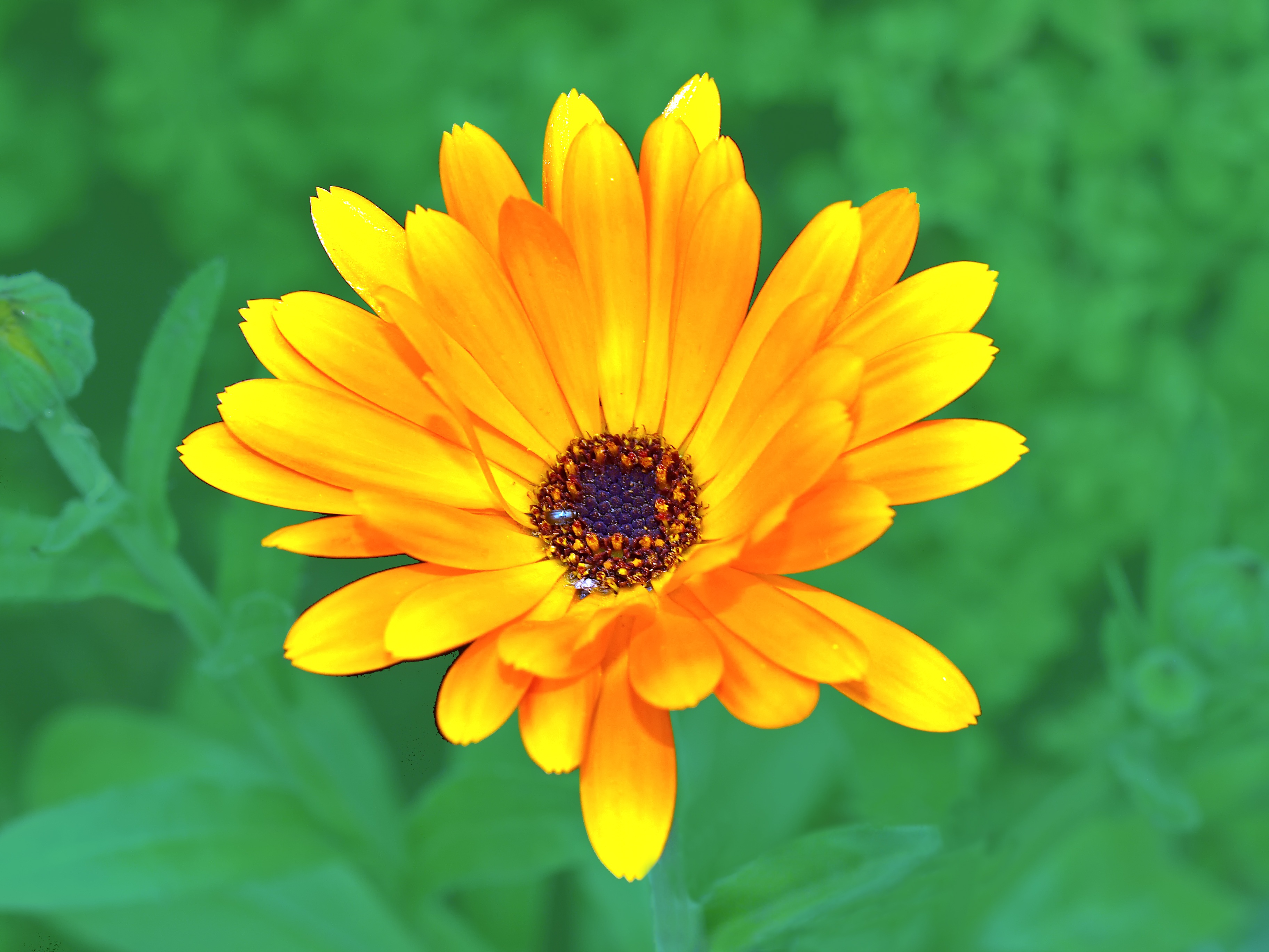 Free photo: Blooming - Bloom, Flower, Fragrance - Free Download - Jooinn