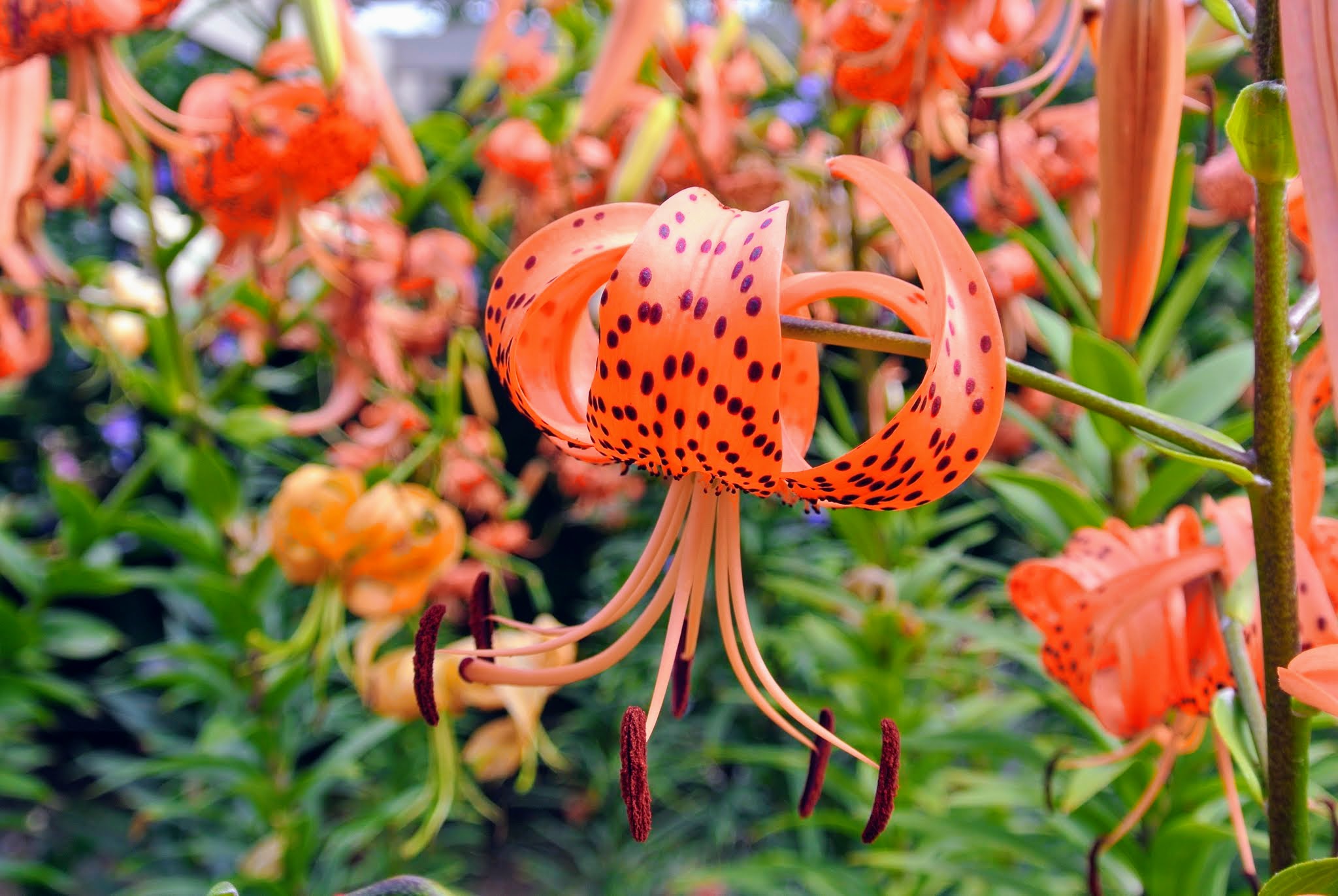 Blooming Tiger Lilies Along My Winding Pergola - The Martha Stewart Blog