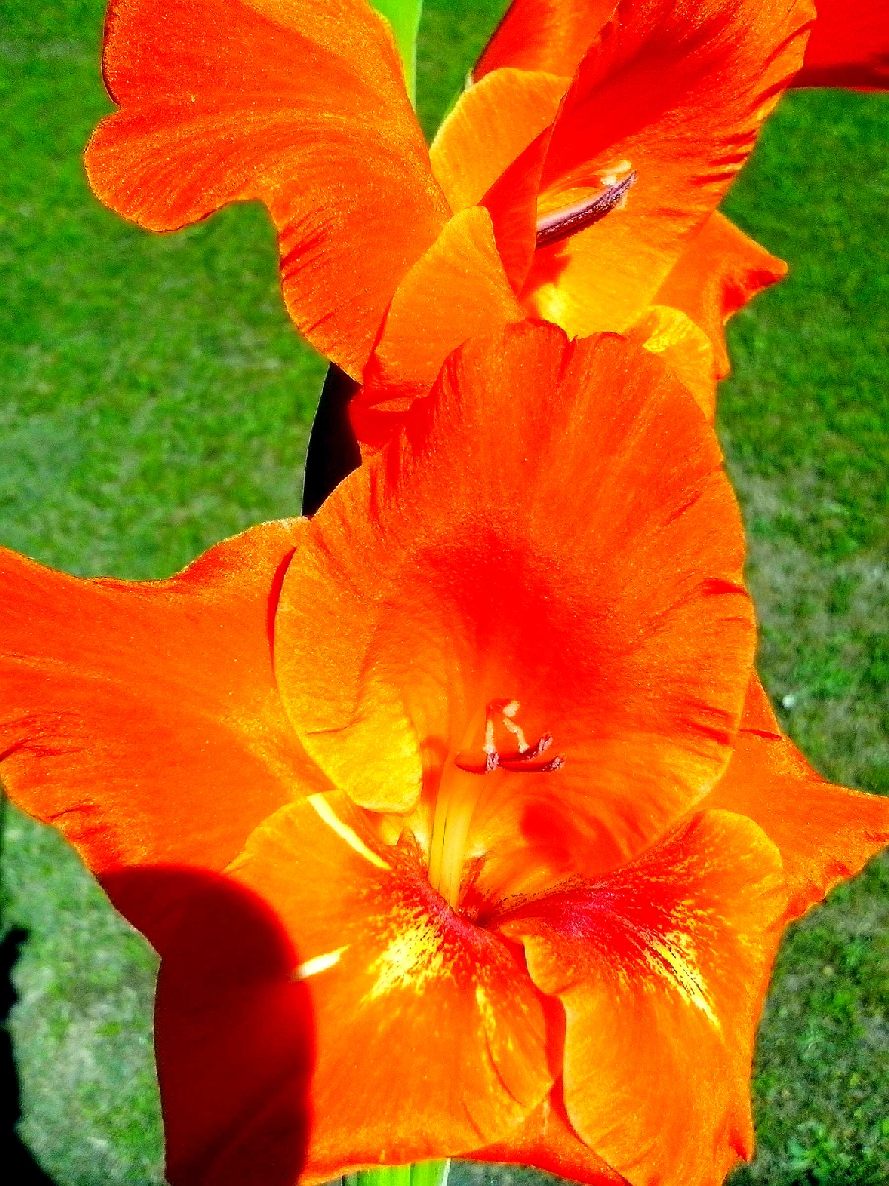Free picture: bright, orange flower, petals, blooming