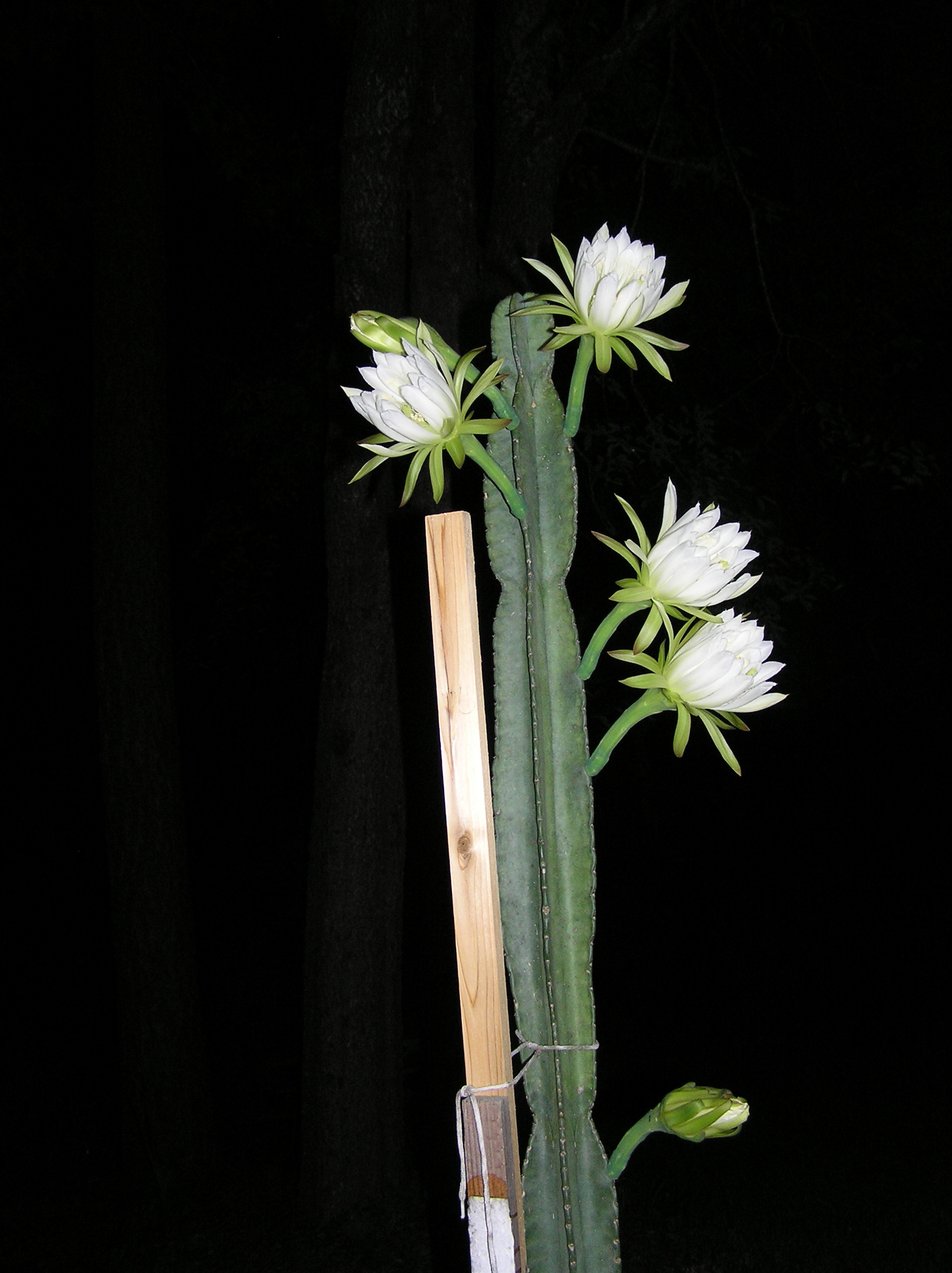 Night-Blooming Cereus – ID | Walter Reeves: The Georgia Gardener