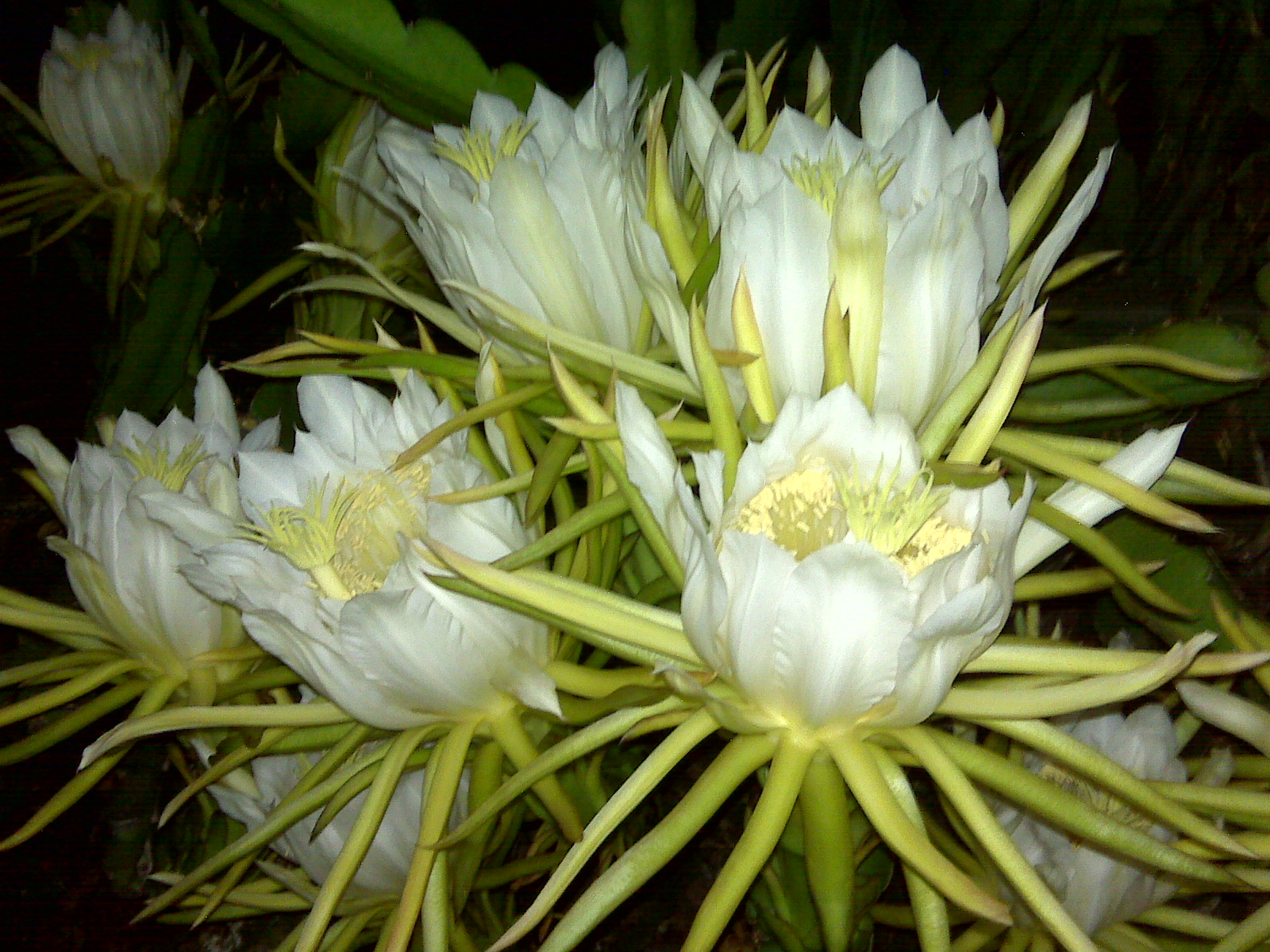 It's Summer and Punahou's Night Blooming Cereus are Blooming ...