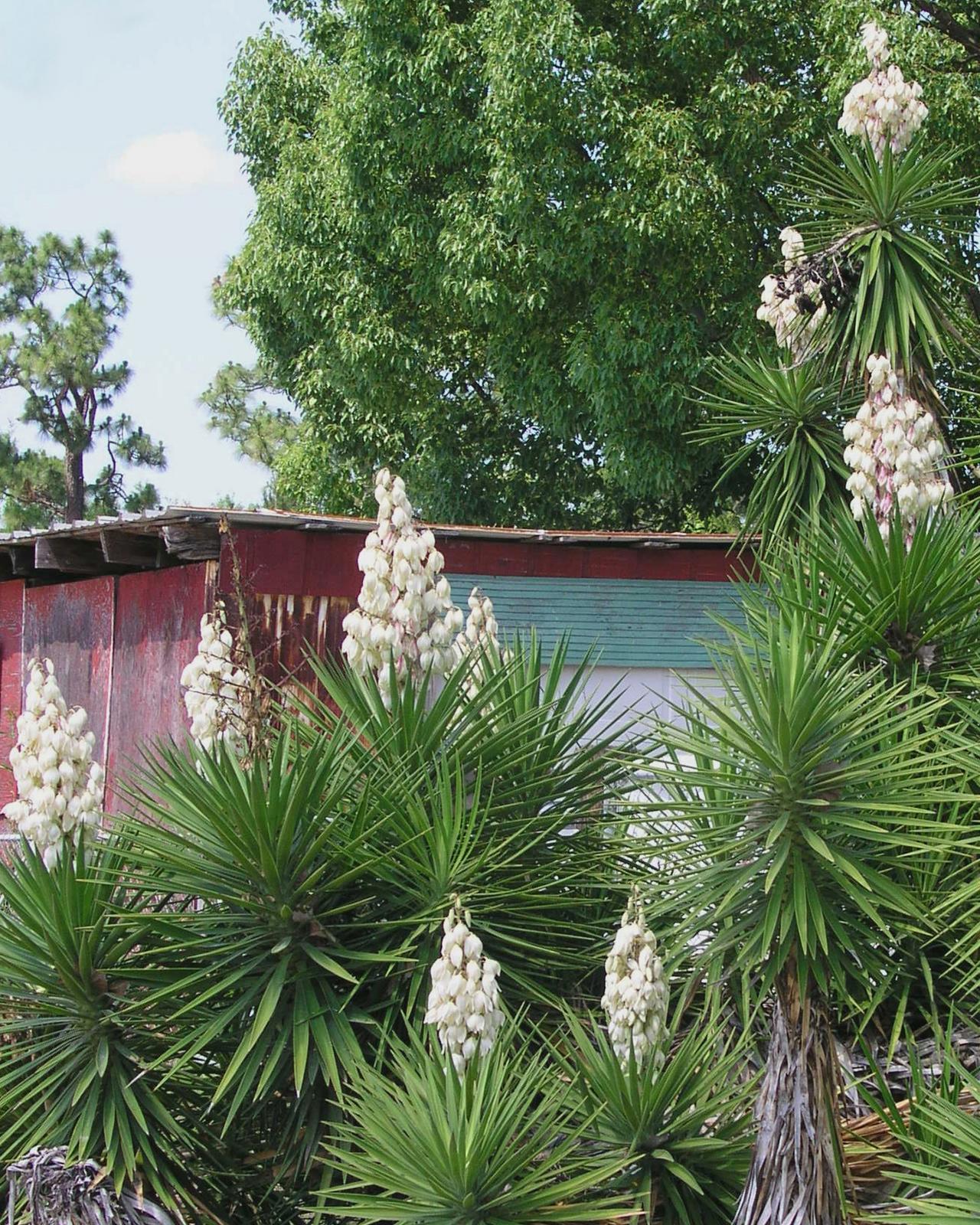When Yucca Stops Blooming and Flushing Fertilizer Build-Up from Your ...