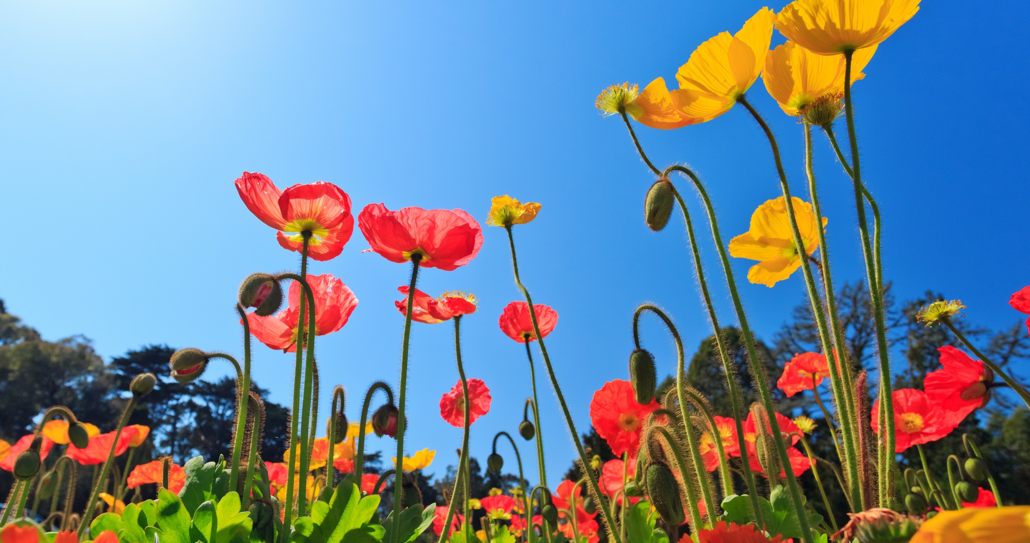 Flowers: Flowers Nature Blooming Poppies Day Sunny Field Poppy 3d ...