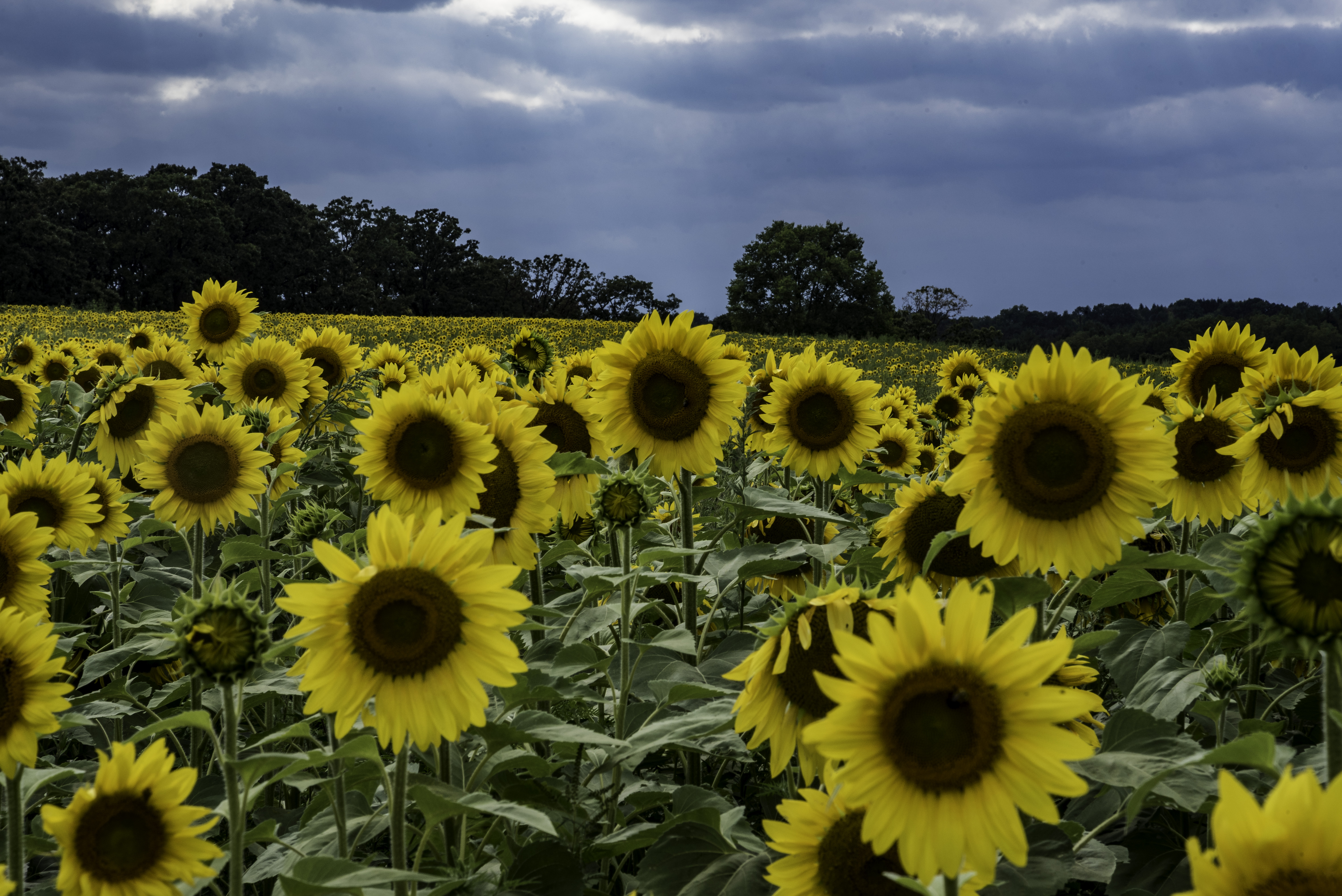 Large Sunflowers blooming at the Pope Conservancy Farm image - Free ...