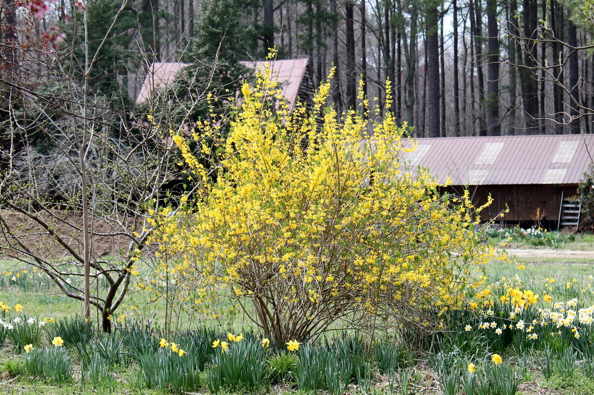 Why are my forsythias blooming already? Gardening Q&A with George ...