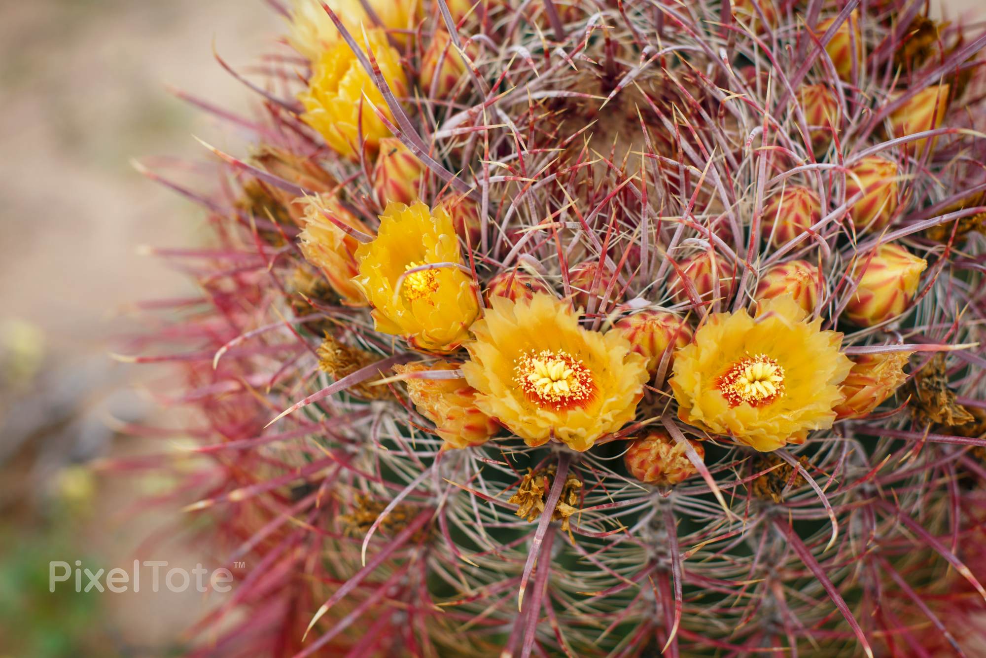 Detailed View of a Barrel Cactus Blooming Stock Photo — PixelTote
