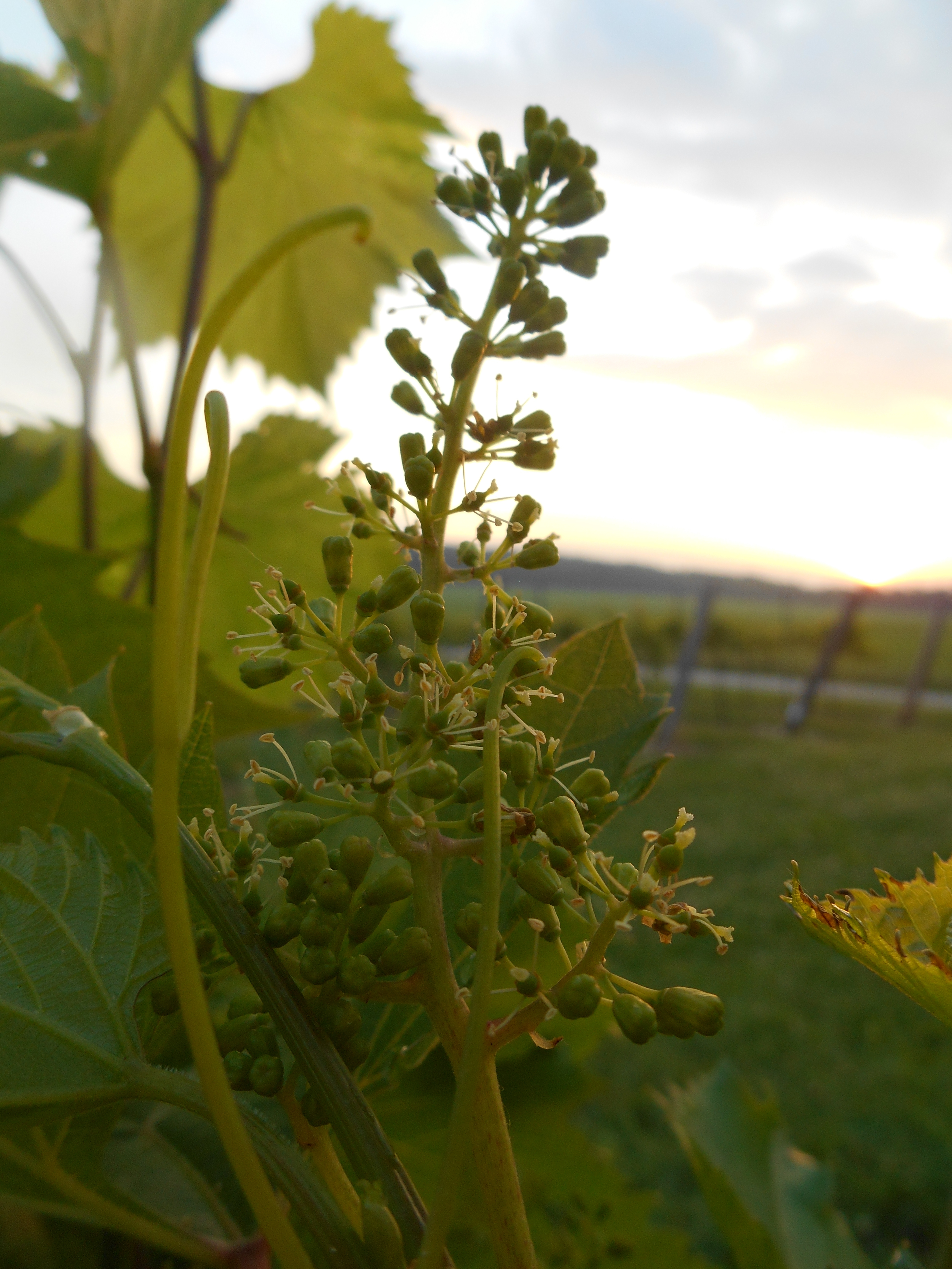 Grape flowers blooming in the Vineyard – Staller Estate Winery