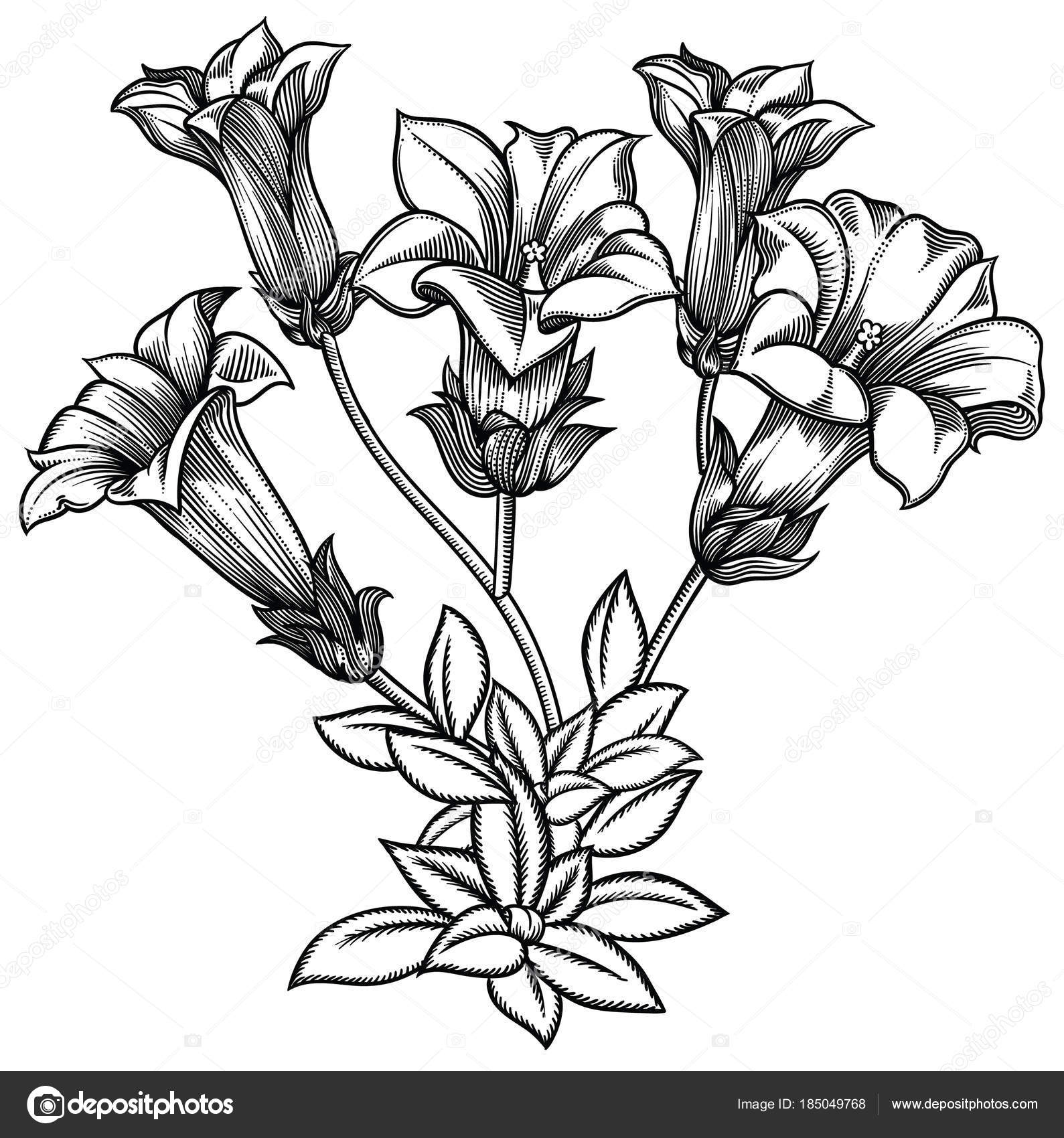 Blooming forest flowers , detailed hand drawn vector illustration ...