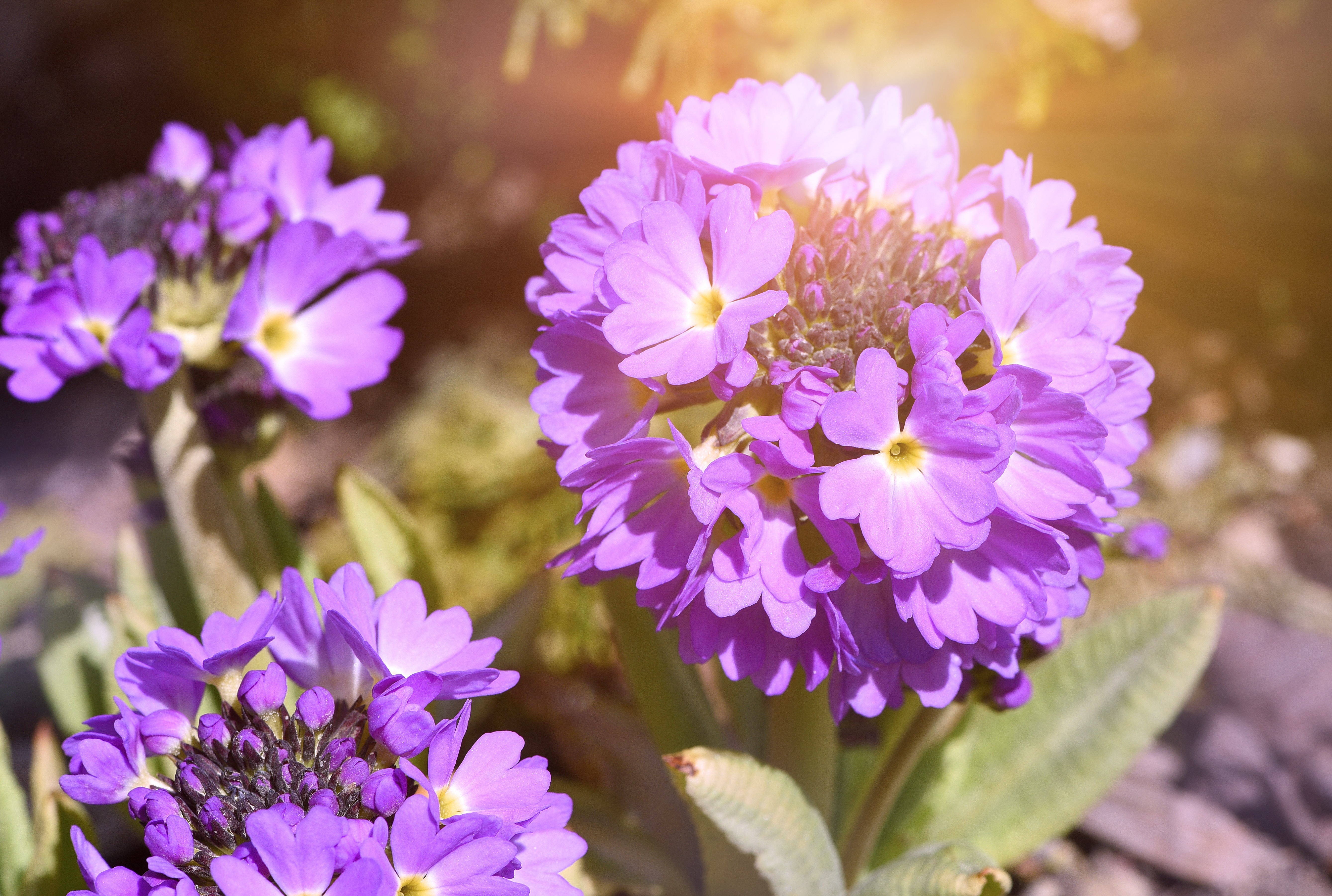 Фиолетовые первоцветы. Примула соцветие. Первоцвет (примула) весенний цветок фиолетовый. Фиолетовые цветы весенние первоцветы. Примула лиловая.
