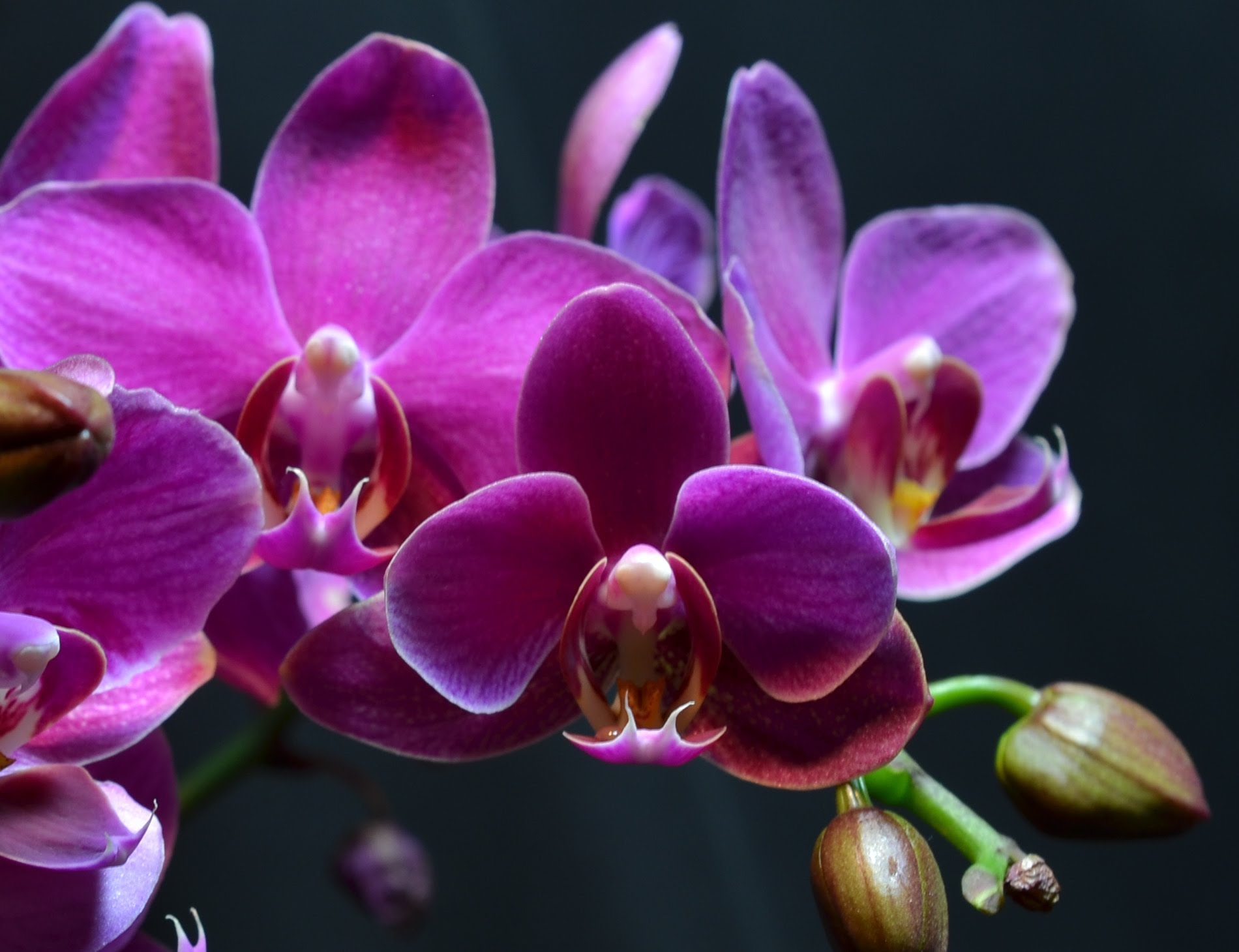 Pink Orchids Blooming Time-lapse - YouTube