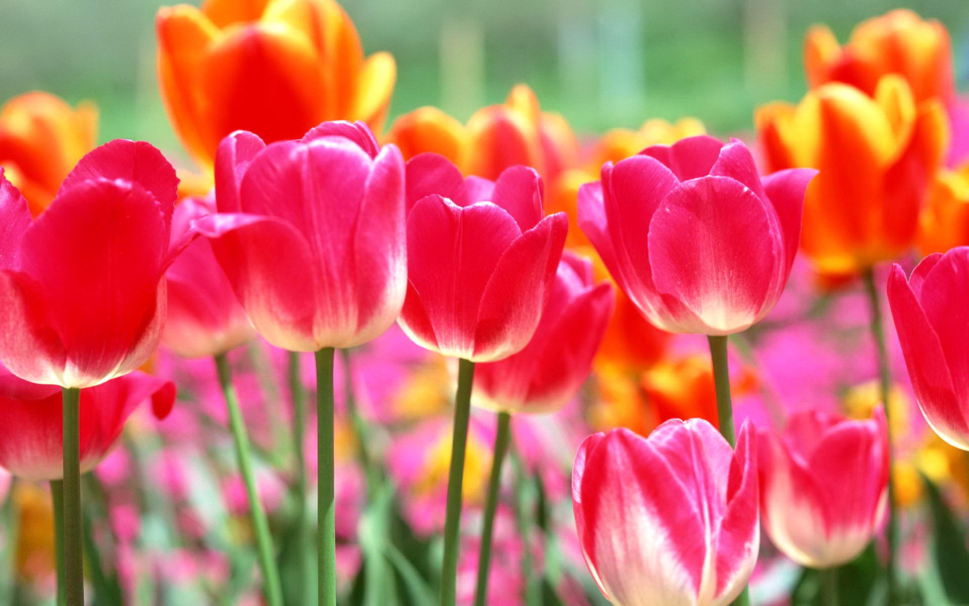flowers-blooming-background-images-virtual - WallPaper