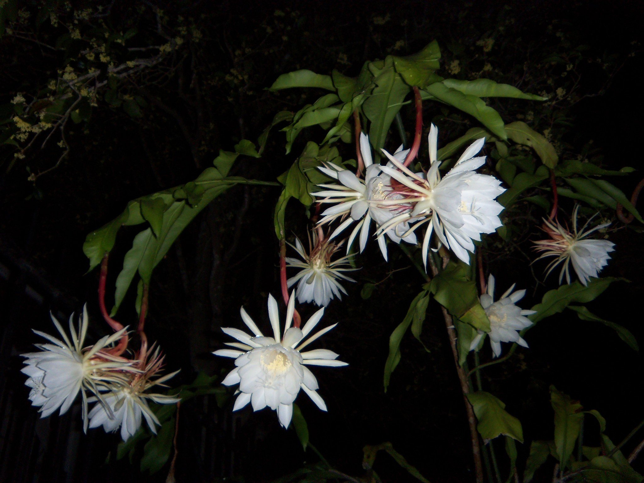 Tips for growing night blooming cereus: Dan Gill's mailbag | NOLA.com