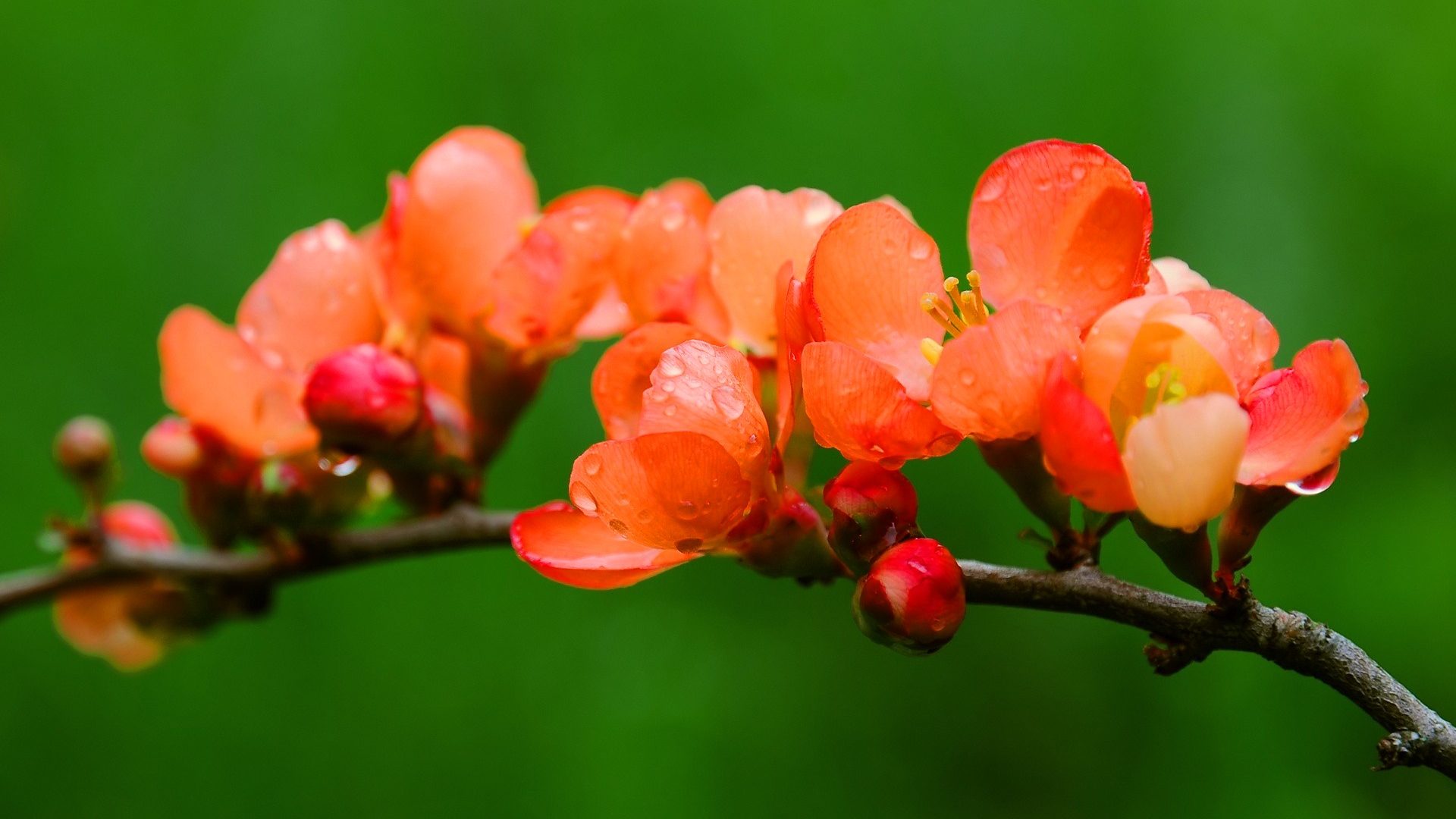 Flowers: Orange Nature Blossoms Flowers Tree Blooming Wallpapers ...