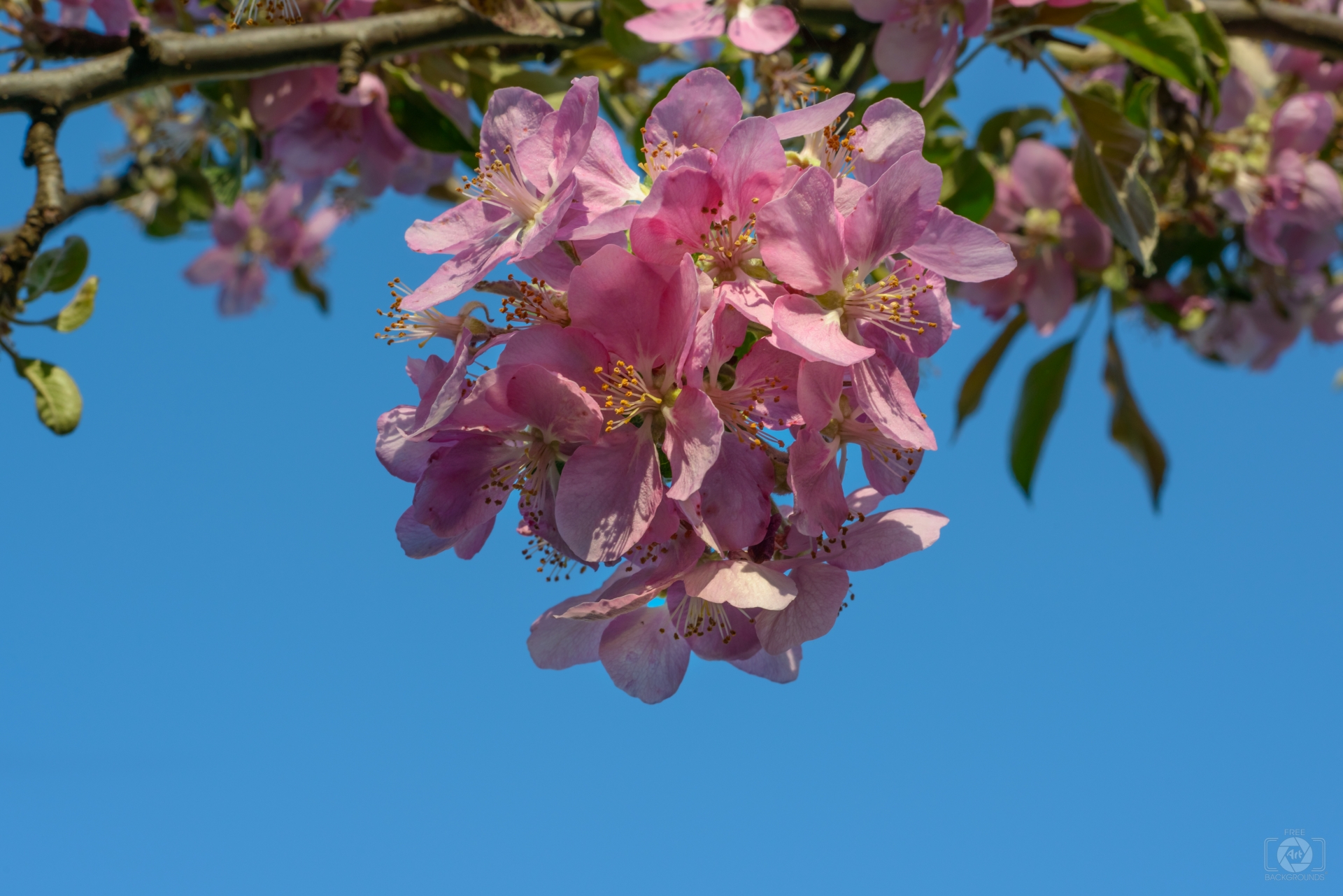 Pink Blooming Branch Background - High-quality Free Backgrounds