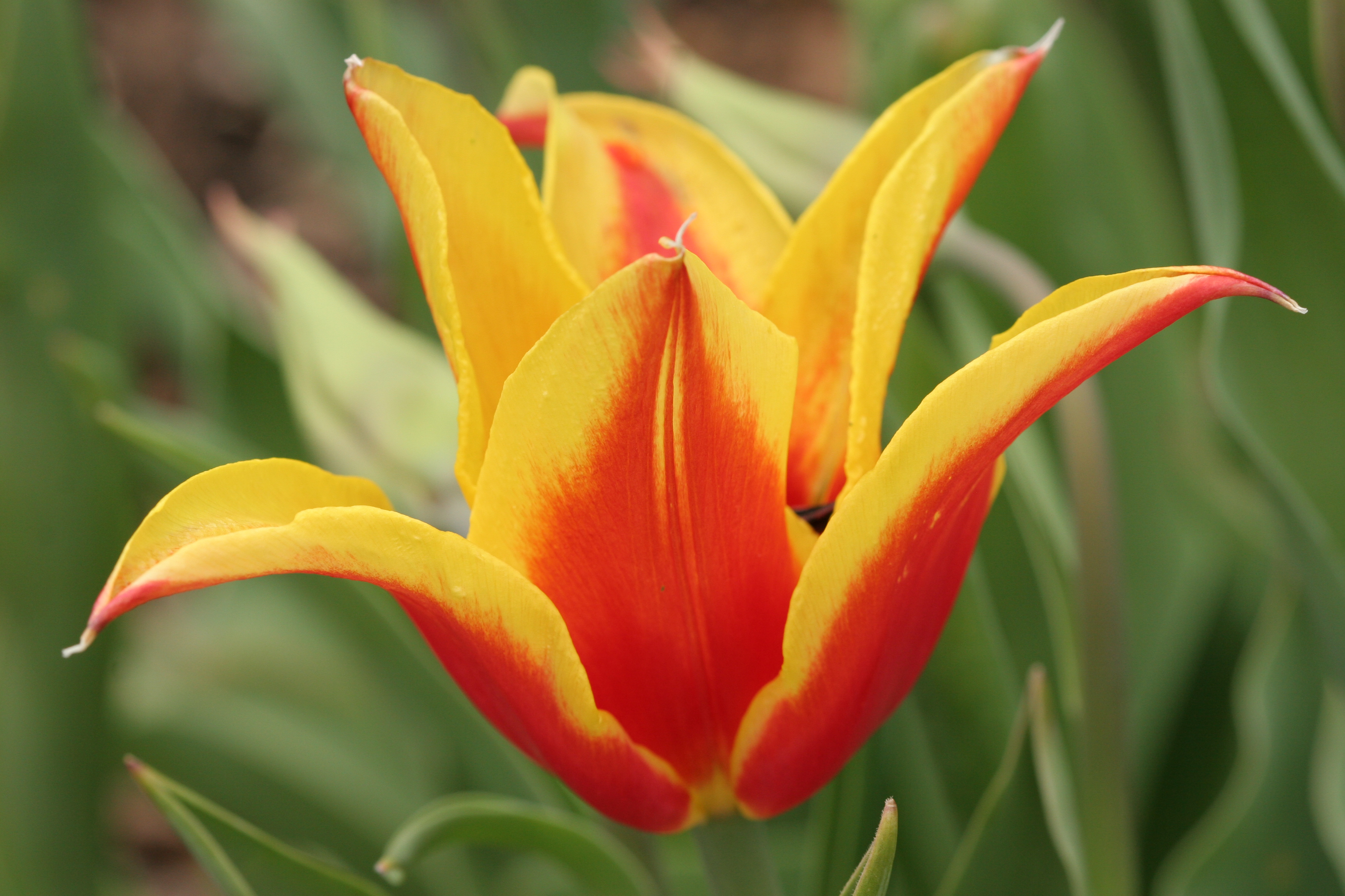 File:Kentucky tulip blooming.jpg - Wikimedia Commons