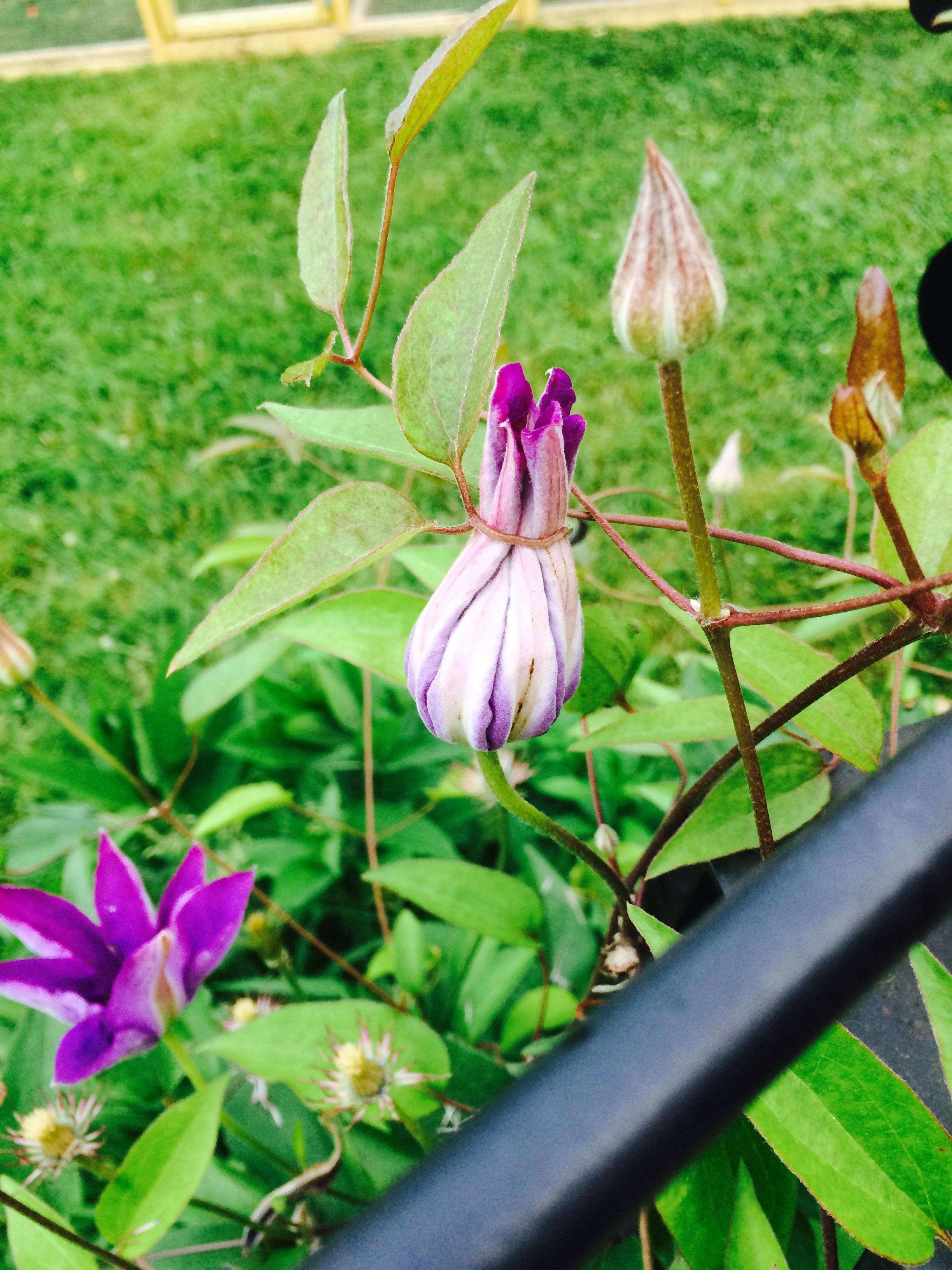 This plant is preventing itself from blooming. : mildlyinteresting
