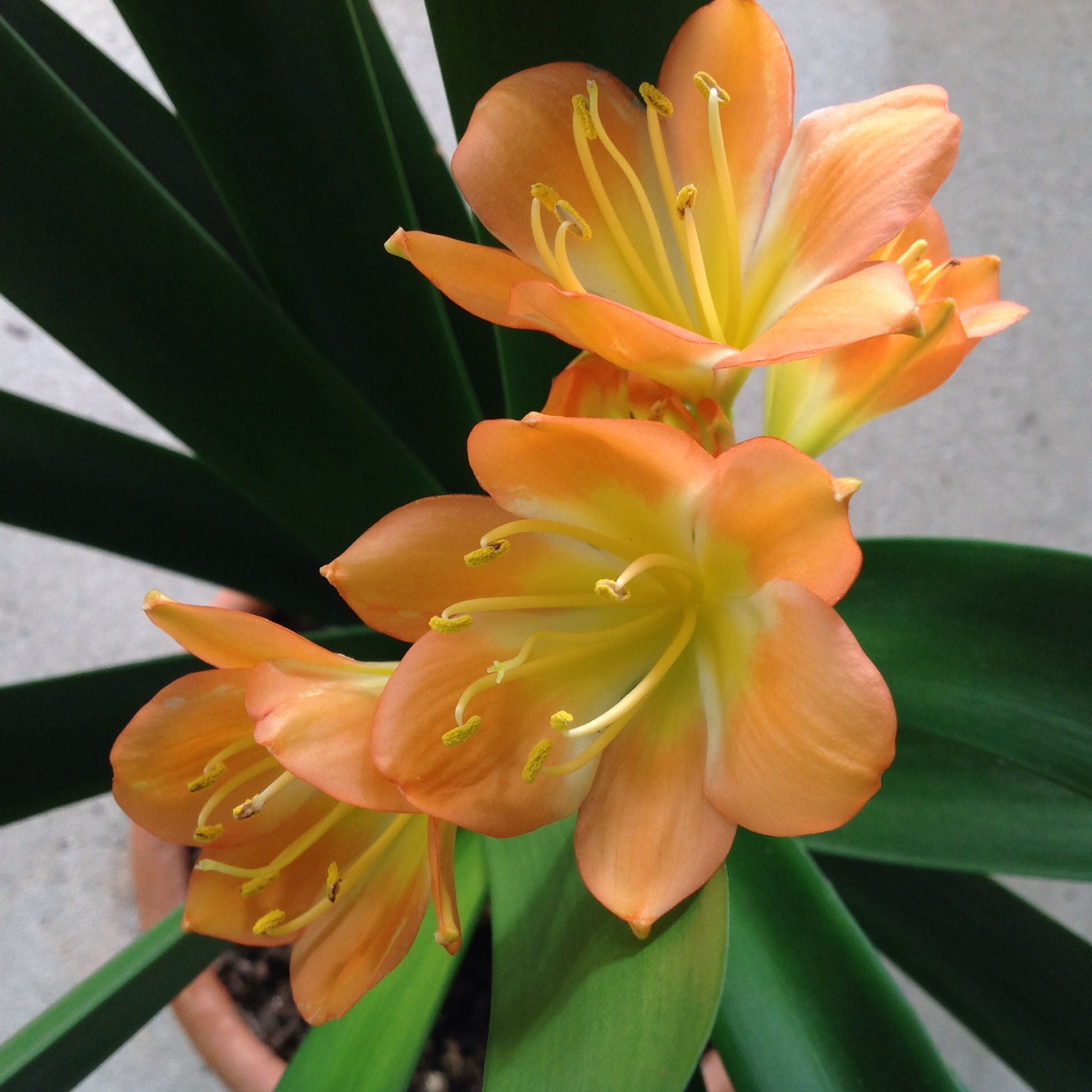 Clivia blooming on my porch. | Bulbs | Pinterest | Bulbs