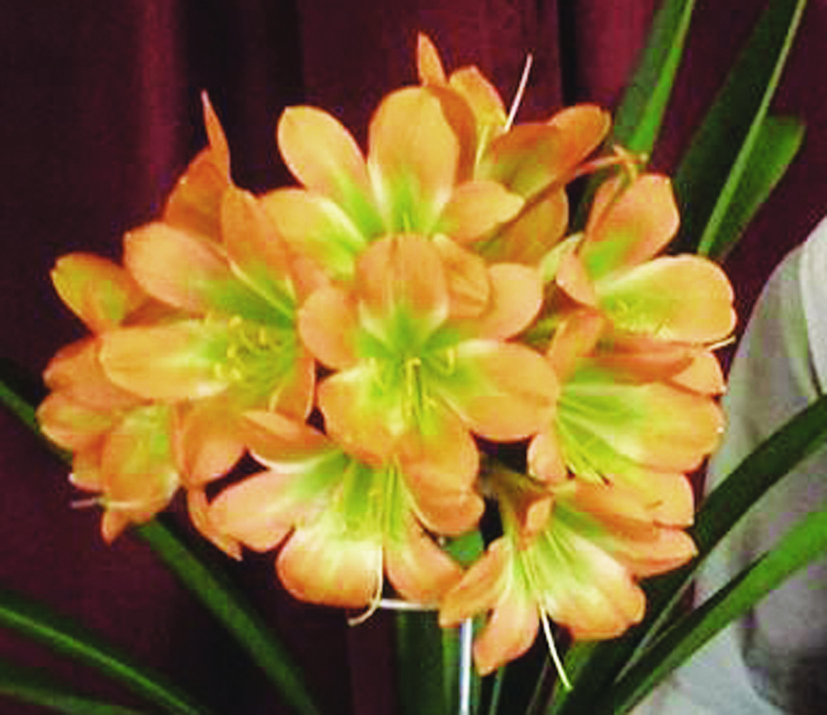 Clivia lovers are in for a blooming good show | Vryheid Herald