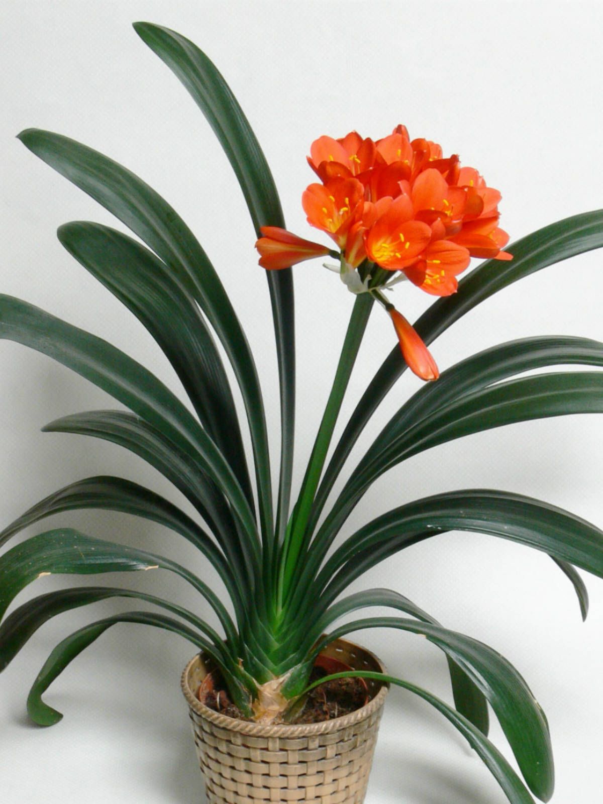 Clivia miniata (Natal Lily, Bush Lily, Orange Clivia) → Plant ...