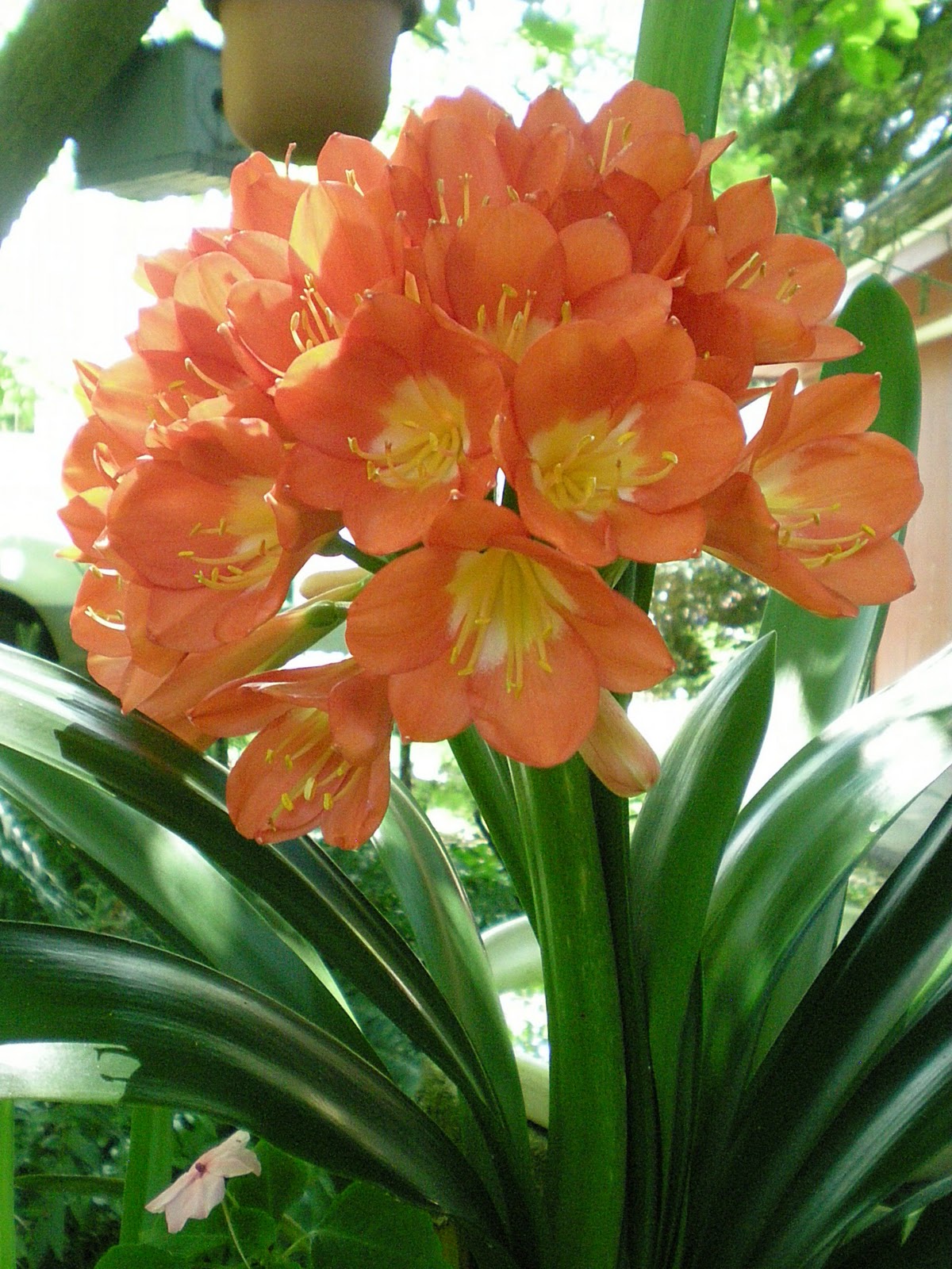 Jarvis House: Clivias