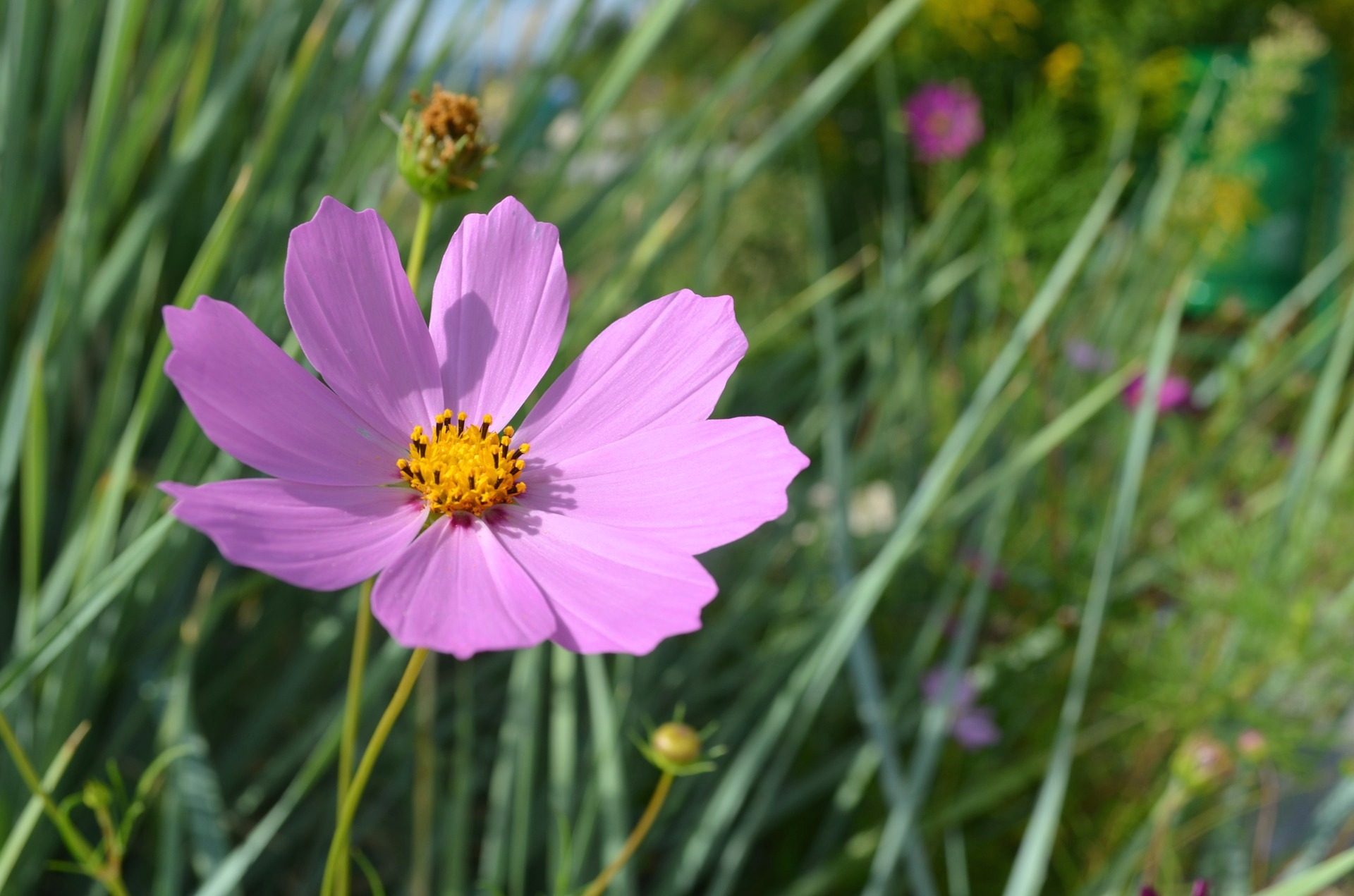 Cosmos: How to Plant, Grow, and Care for Cosmos Flowers | The Old ...