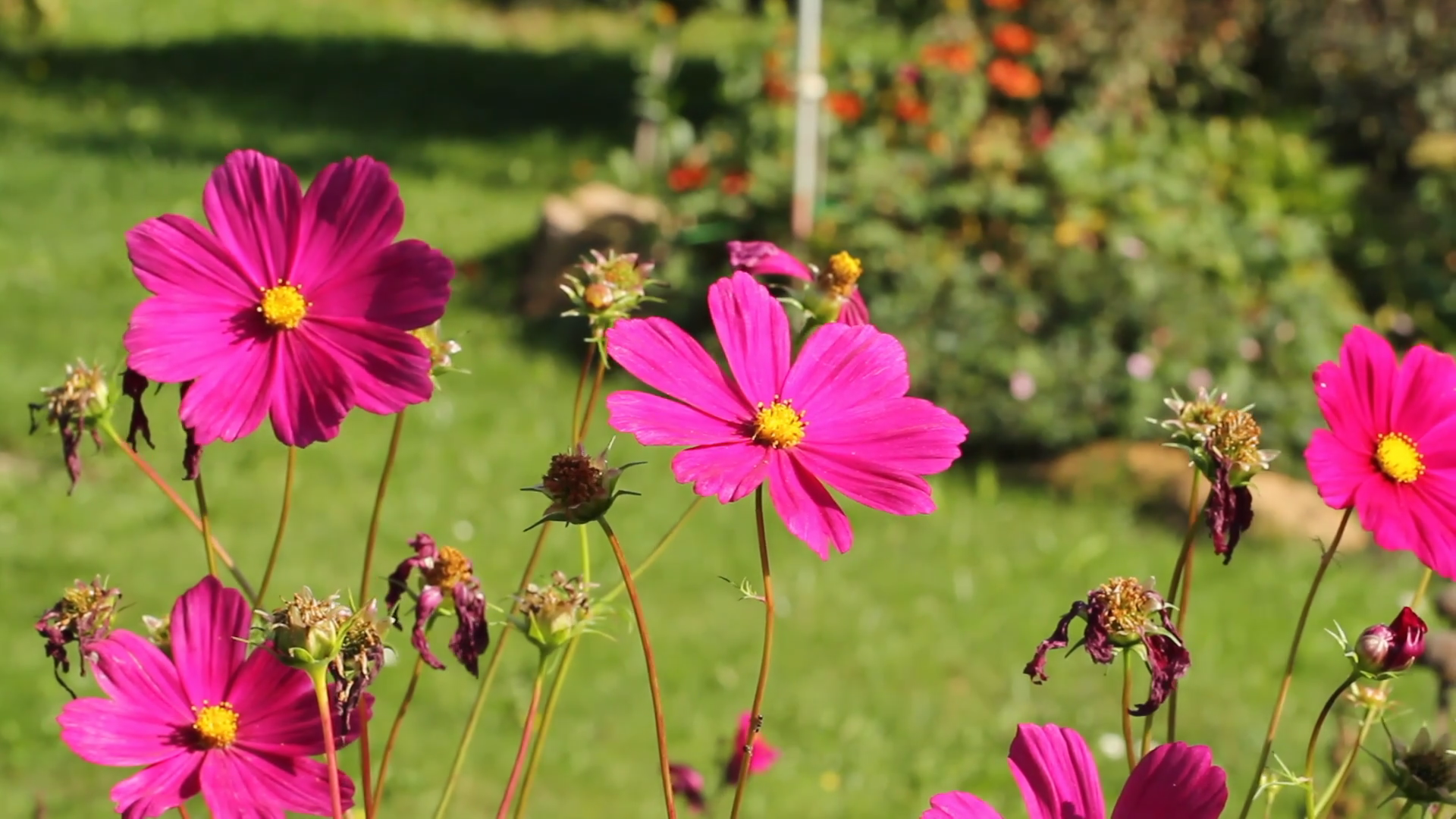 Colored blooming mexican aster (Cosmos bipinnatus) in a garden in ...