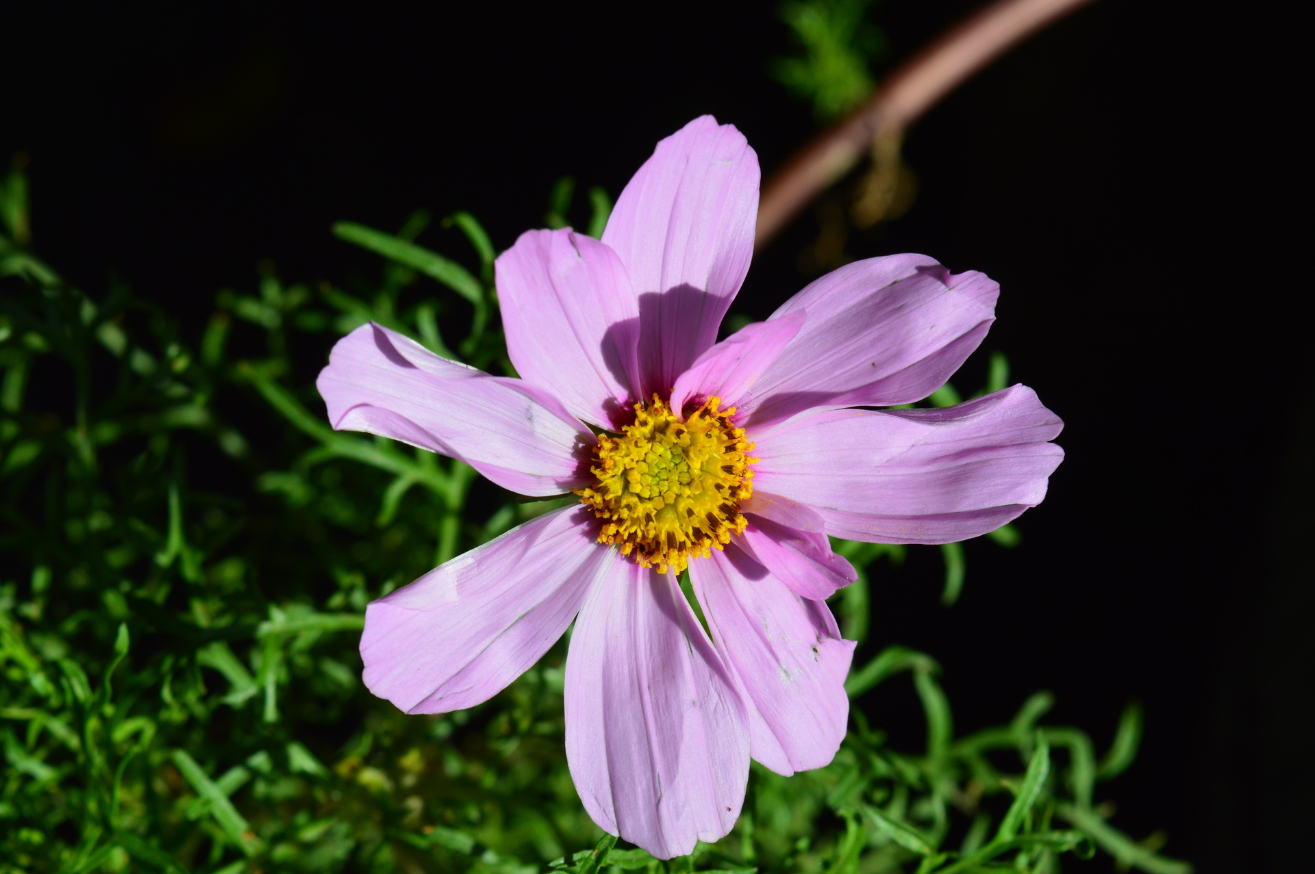 Foap.com: Blooming cosmos flower | nature, outdoors, petal, plant ...