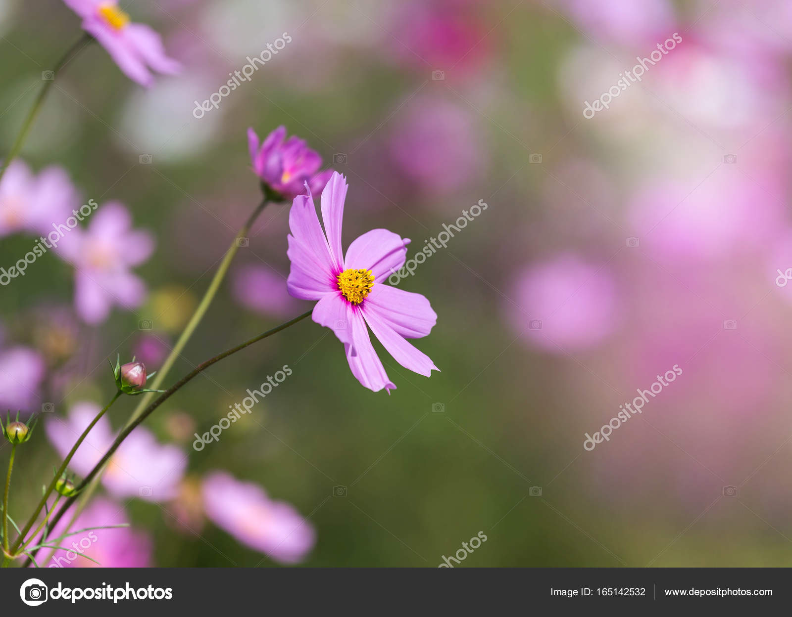 close up colorful pink cosmos flowers blooming in the field — Stock ...