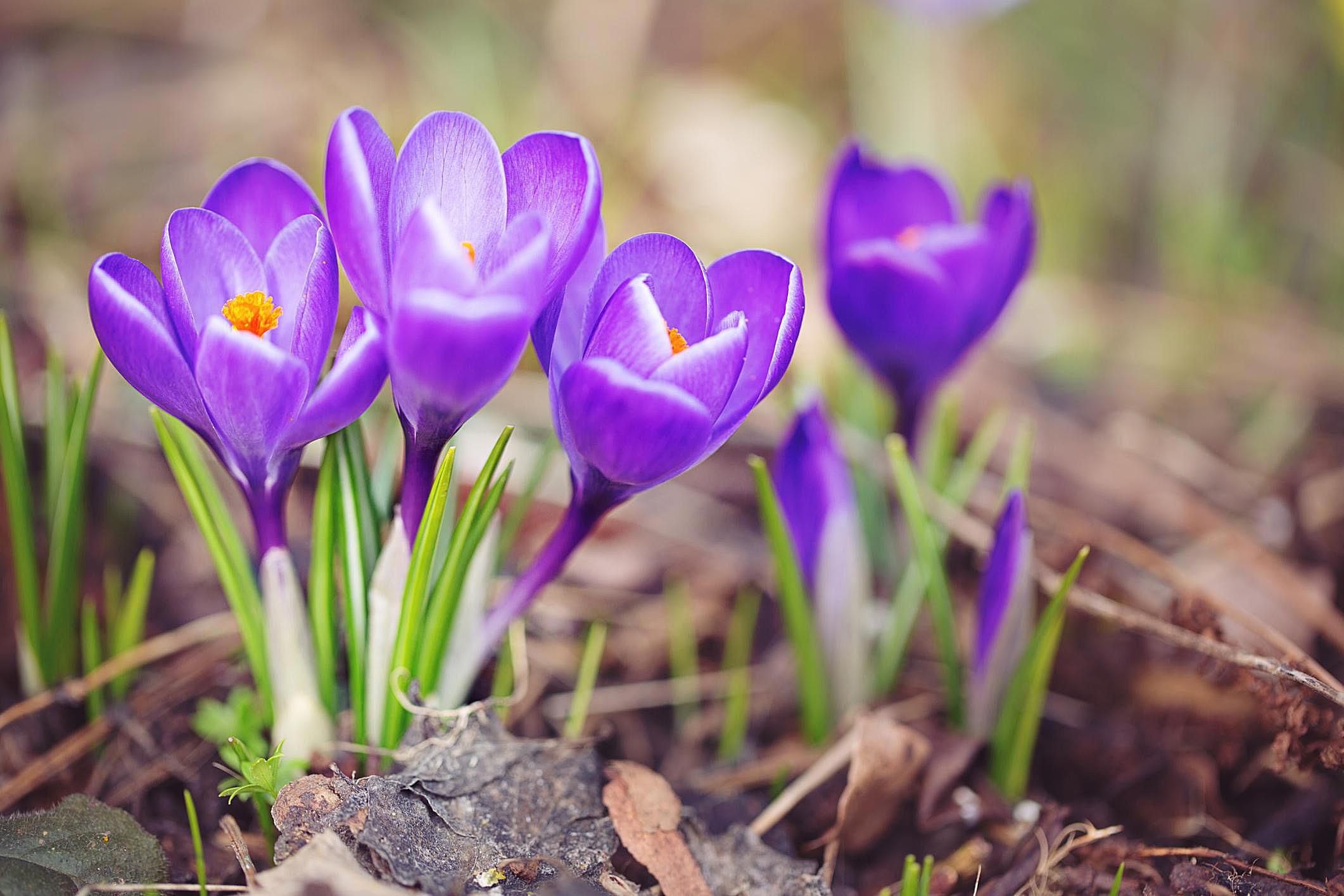 How to Grow and Maintain Spring-Blooming Crocus