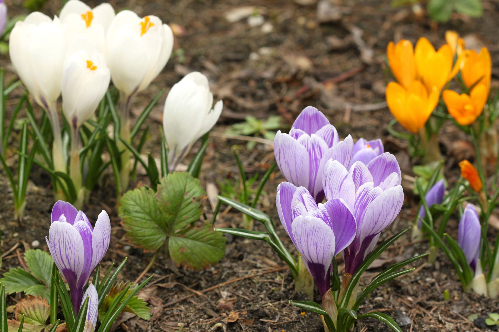Types Of Crocus Bulbs ? Learn About Different Spring And Fall ...
