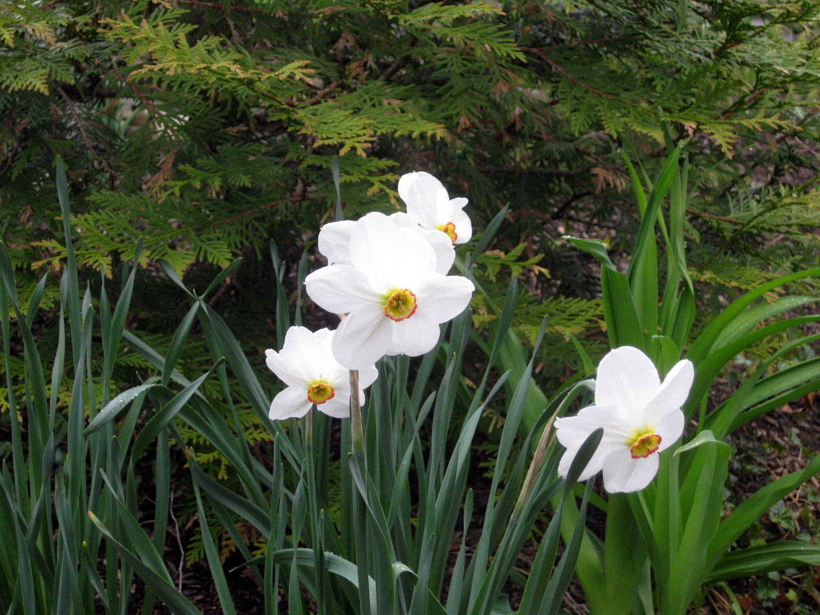 First Aid for Non-Blooming Daffodils