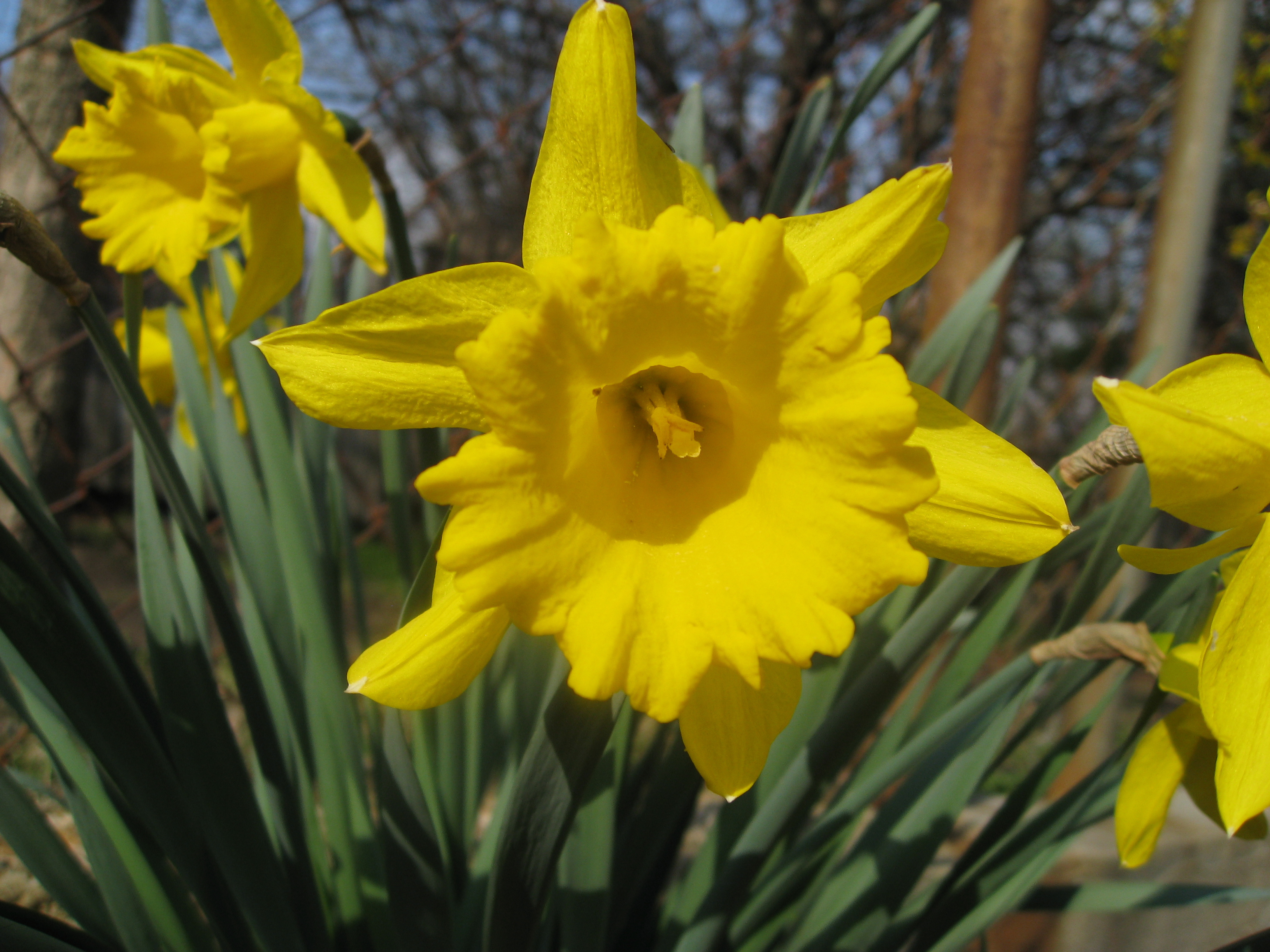 File:Blooming Daffodils.JPG - Wikimedia Commons