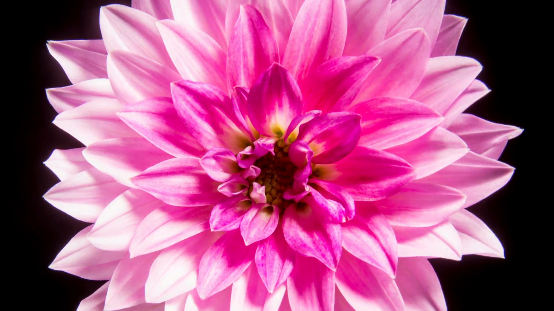 Time lapse - Blooming Pink Dahlia Flower, Close Shot Stock Video ...
