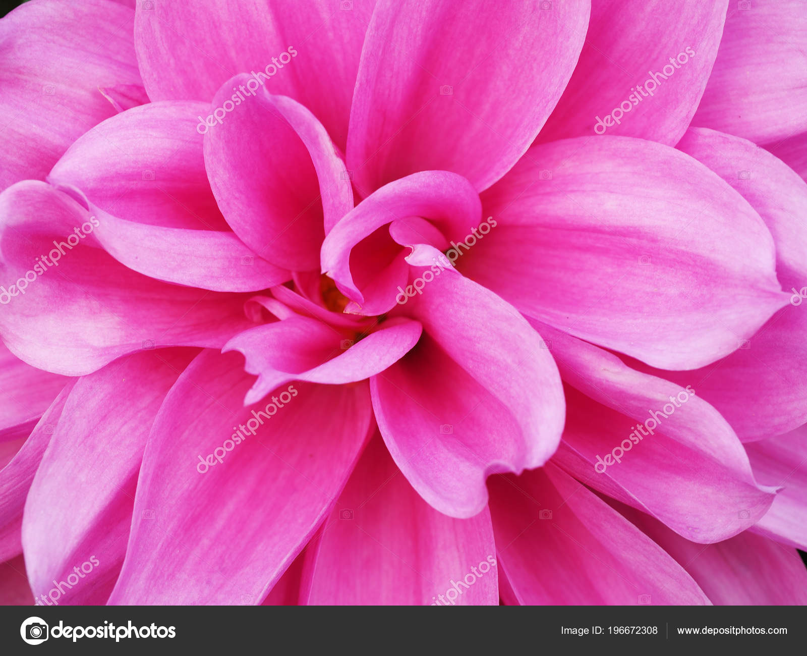 Closeup Blooming Dahlia Flower Garden — Stock Photo © lcc54613 ...