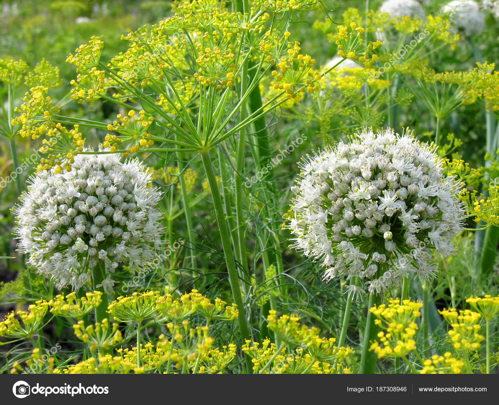 Close Blooming Onion Dill Vegetable Garden — Stock Photo © york010 ...