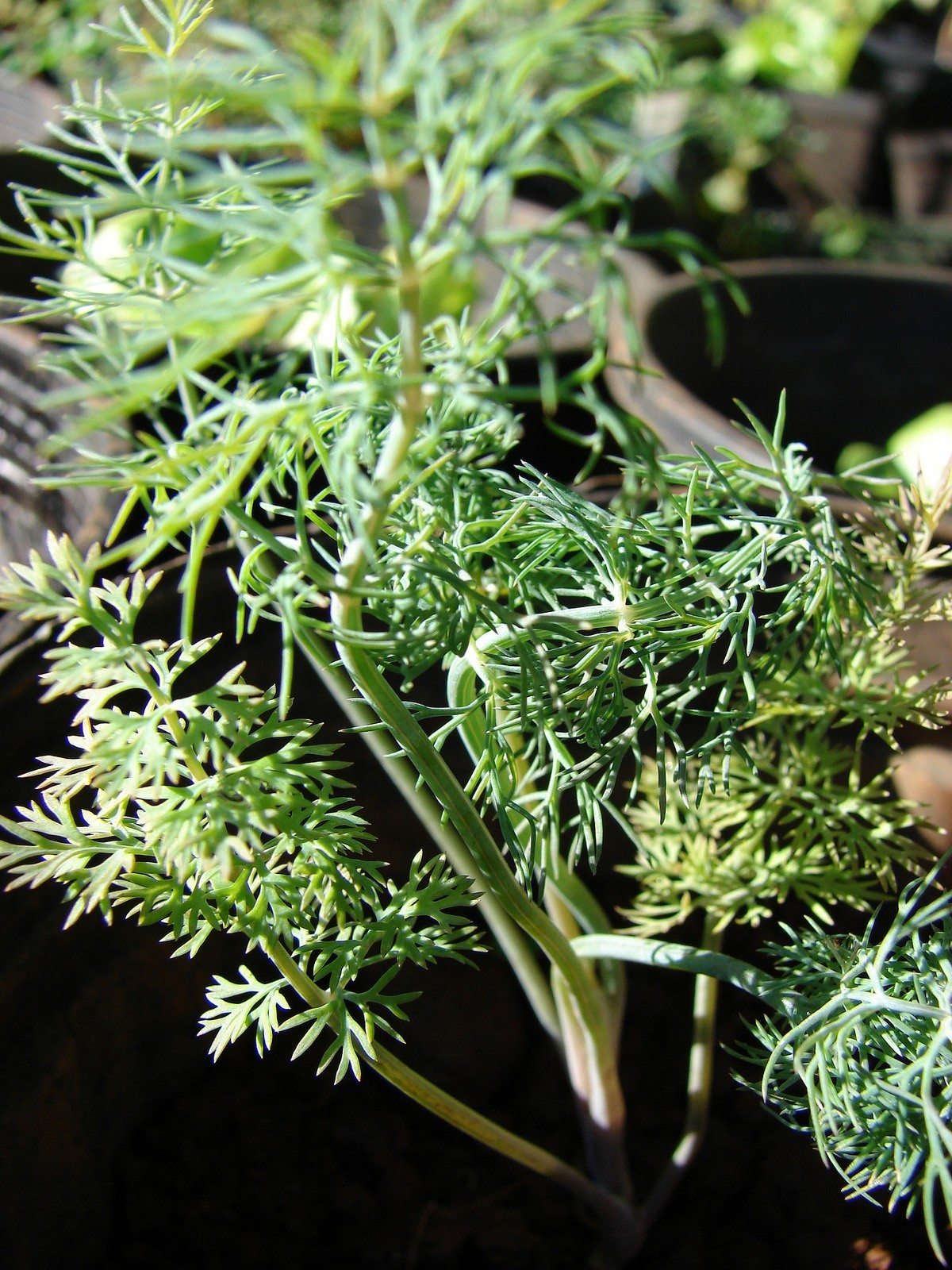 My Dill Plant Is Flowering ? Information About Flowering In Dill Plants