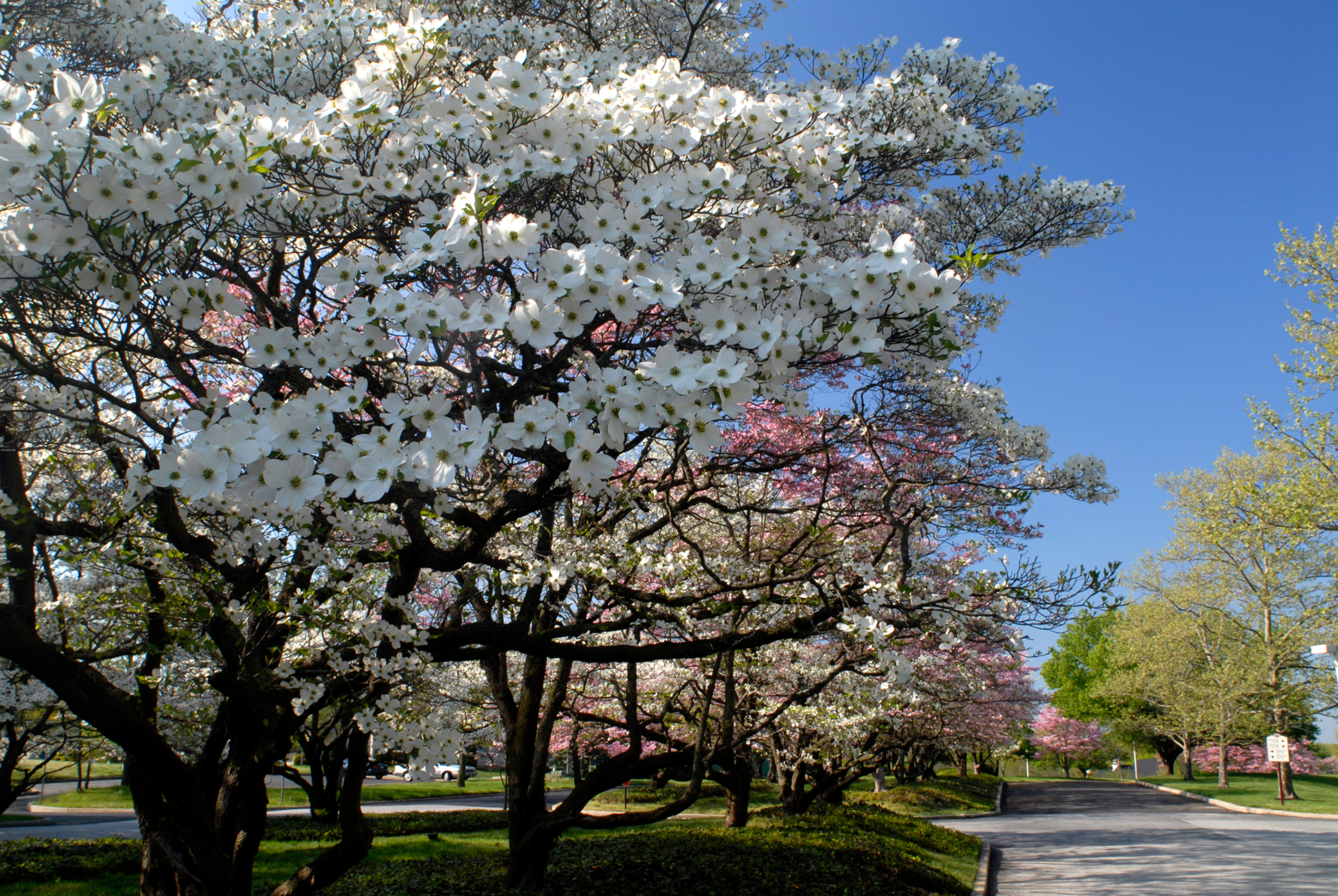 Dogwood Trees: History, Facts, and Growing Tips | Fast-growing-Trees.com