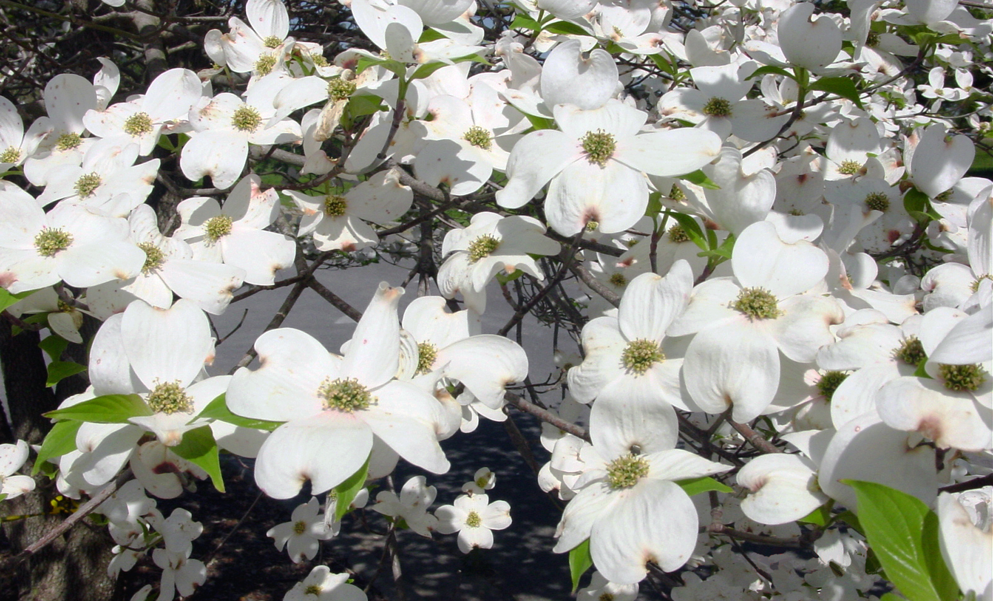 Growing Dogwoods | UGA Cooperative Extension